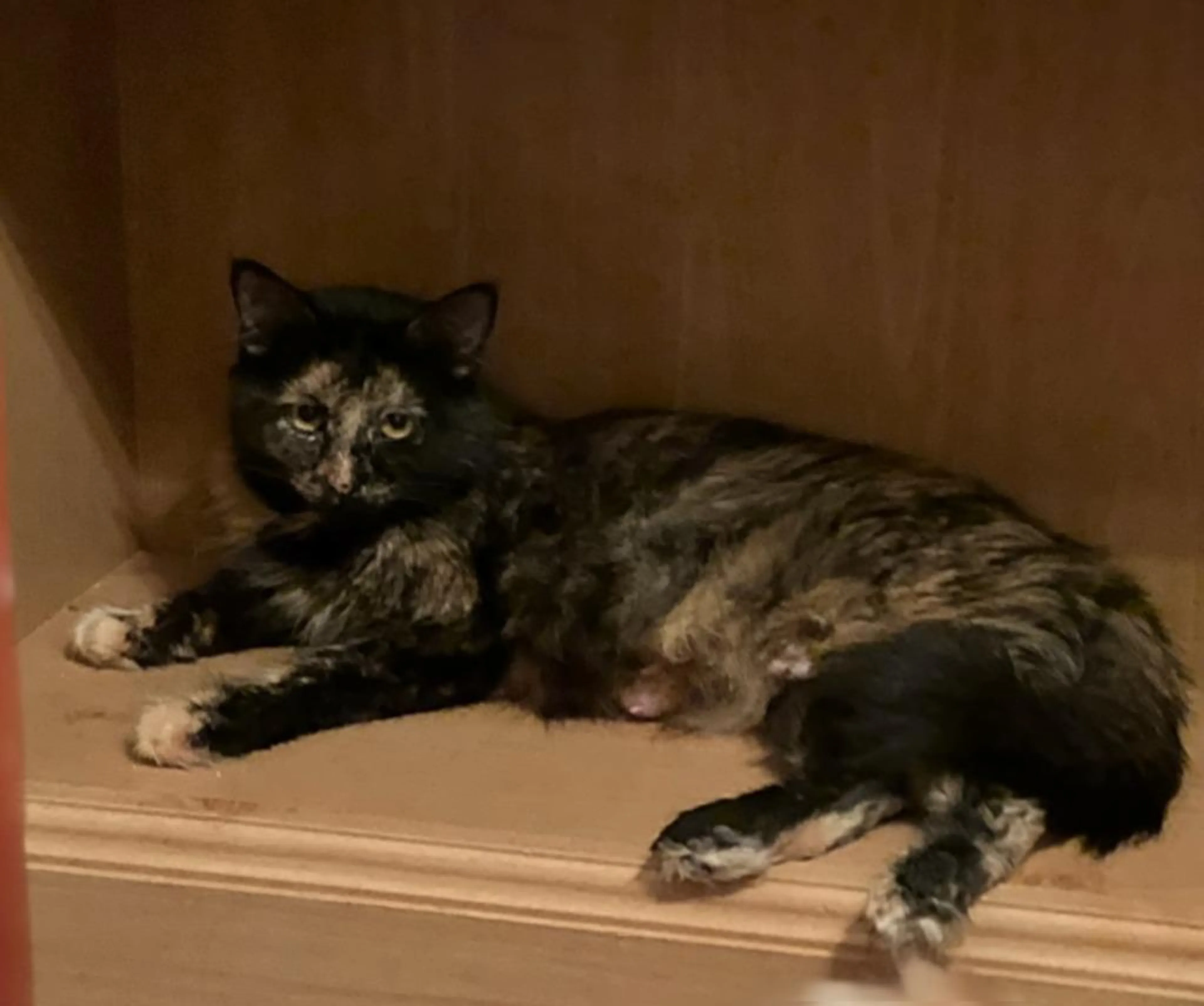 Found pet