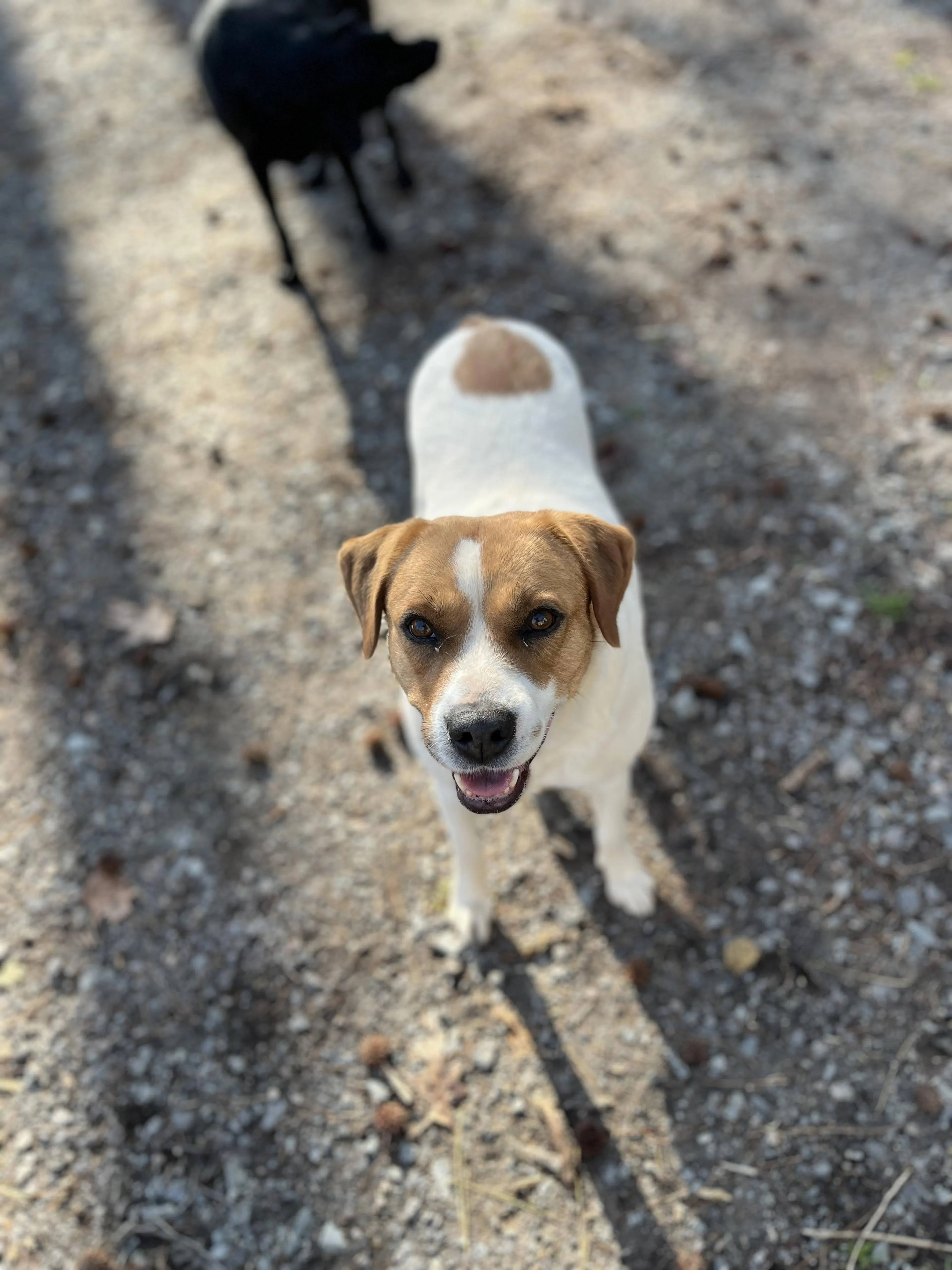 Found pet-1