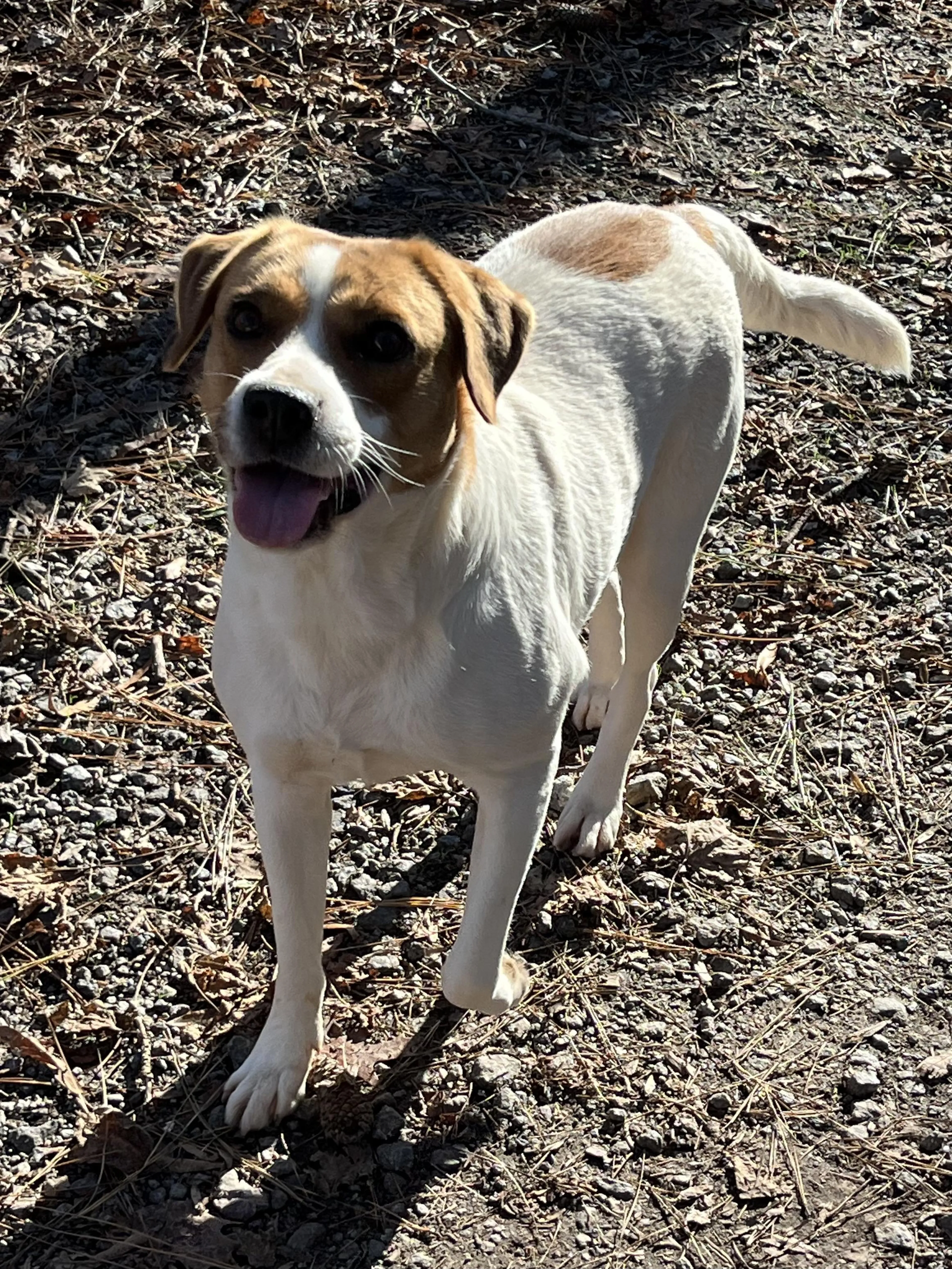 Found pet-4