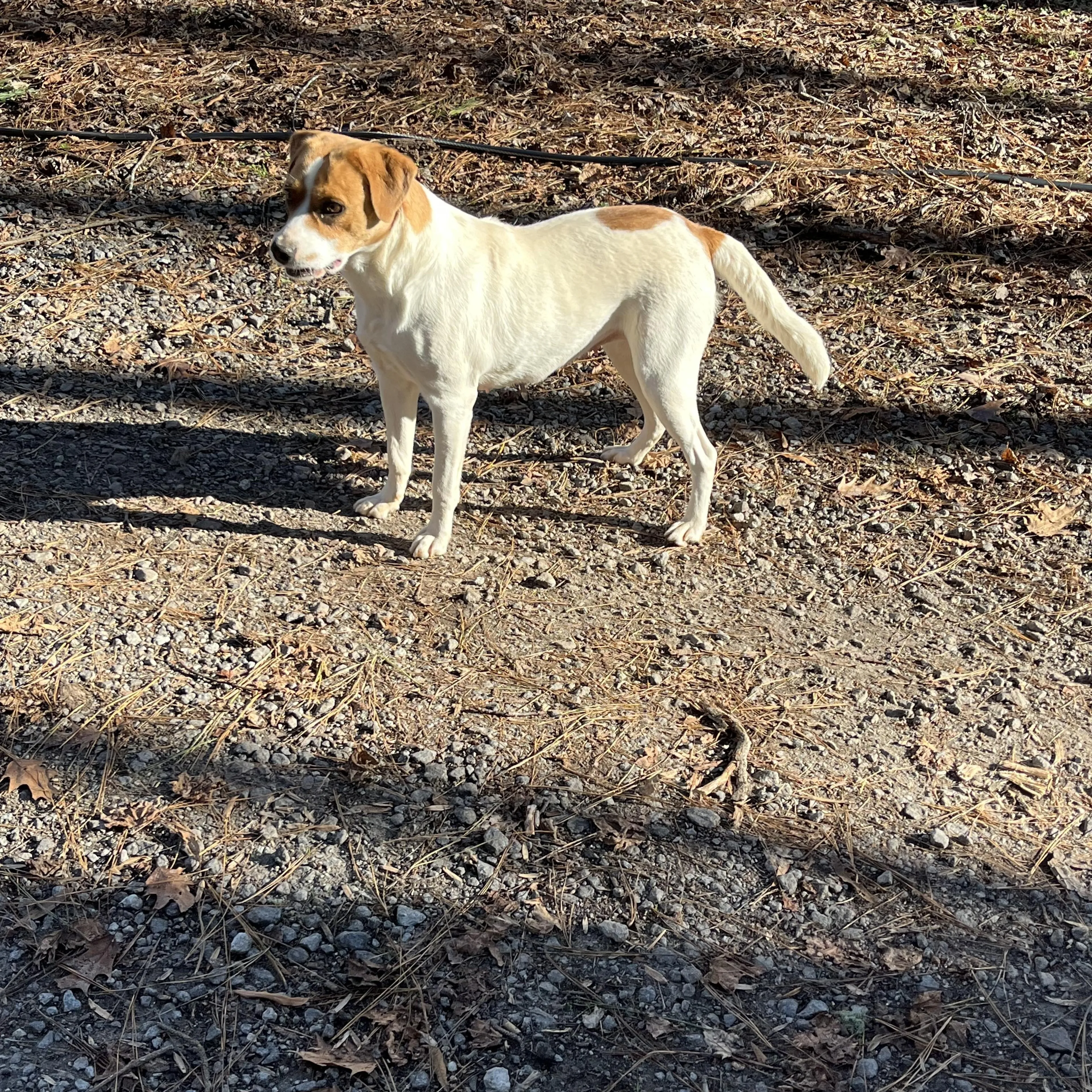 Found pet-0