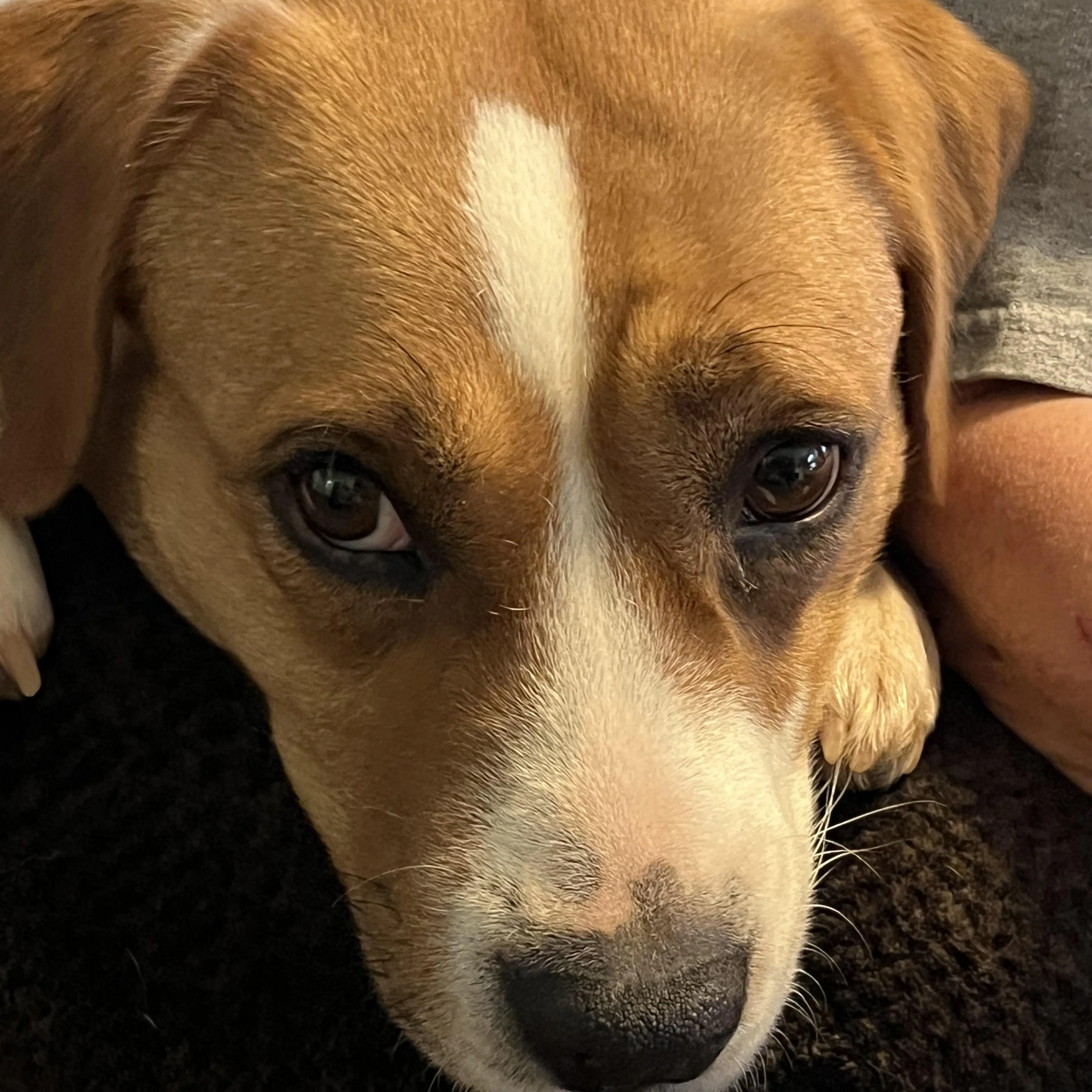Found pet-3