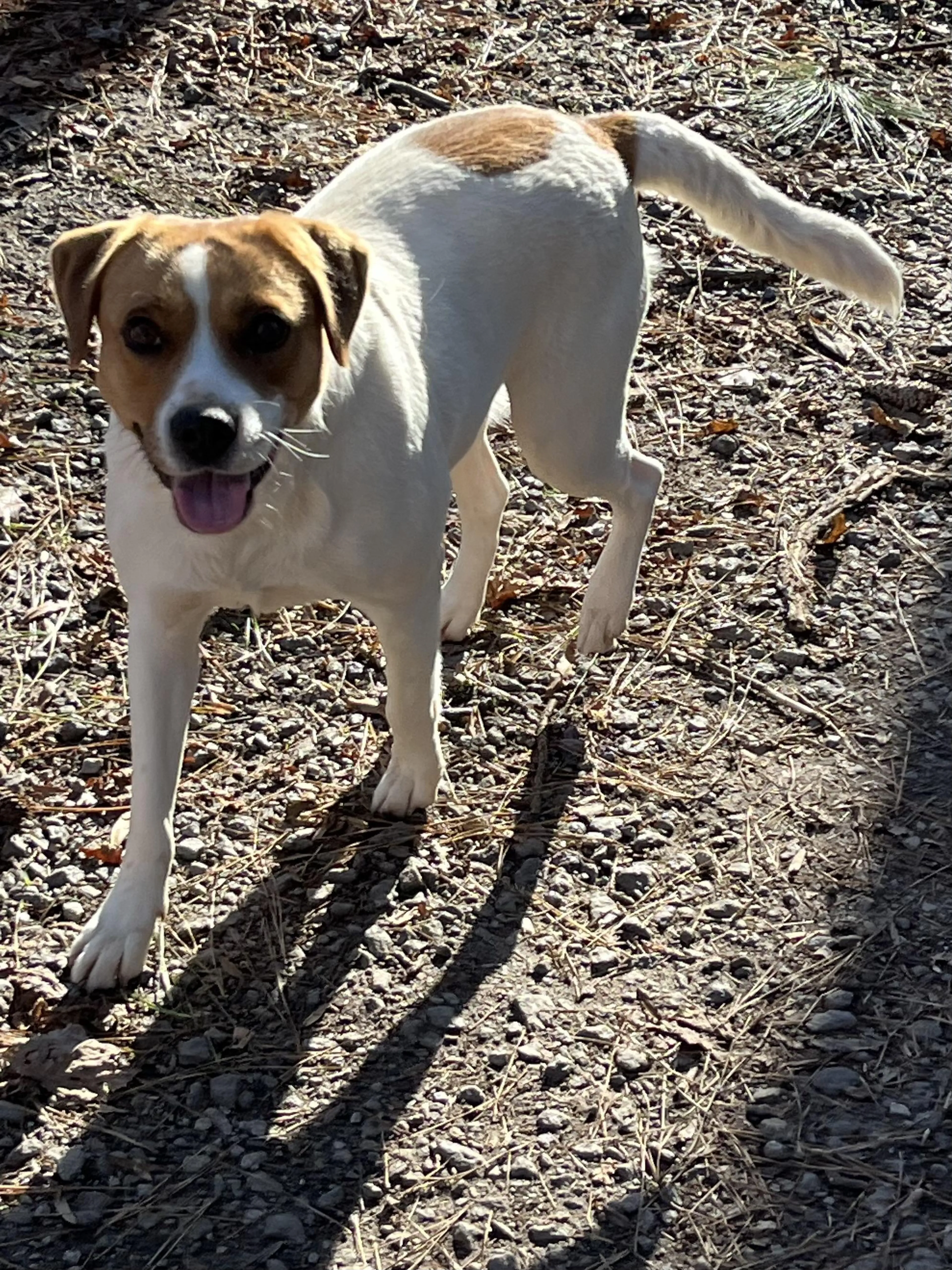 Found pet-2