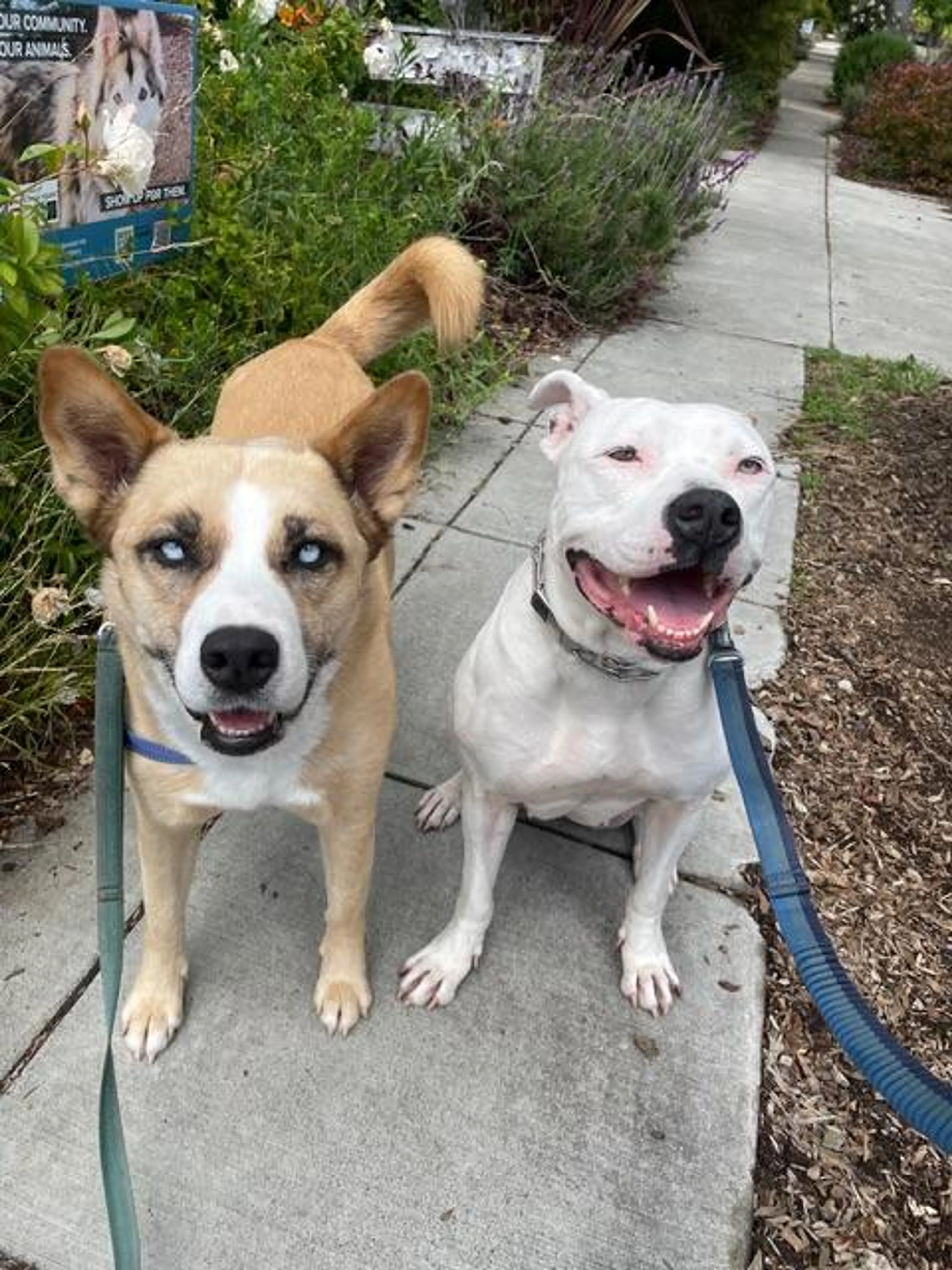 Found pet-2