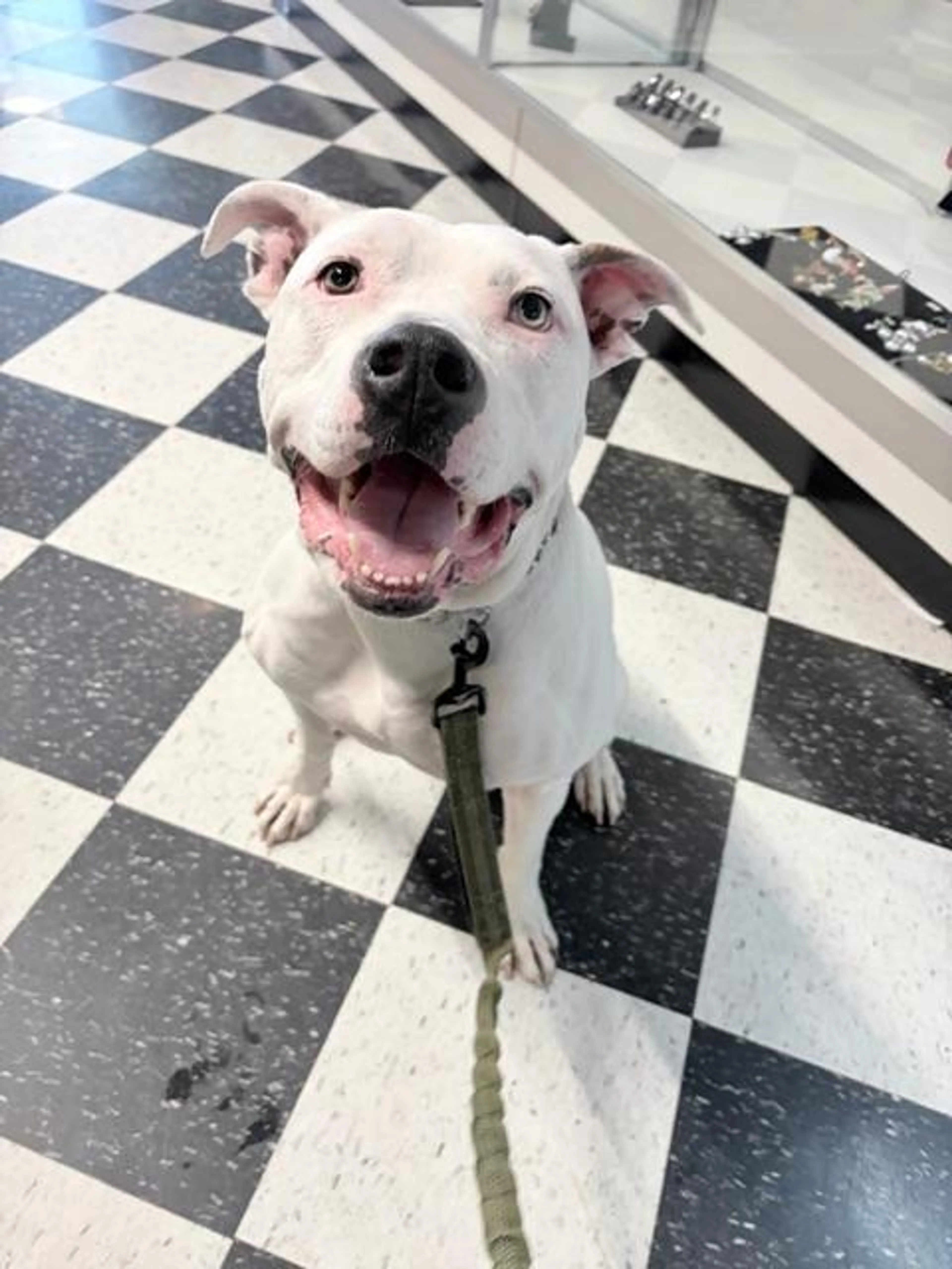 Found pet-1
