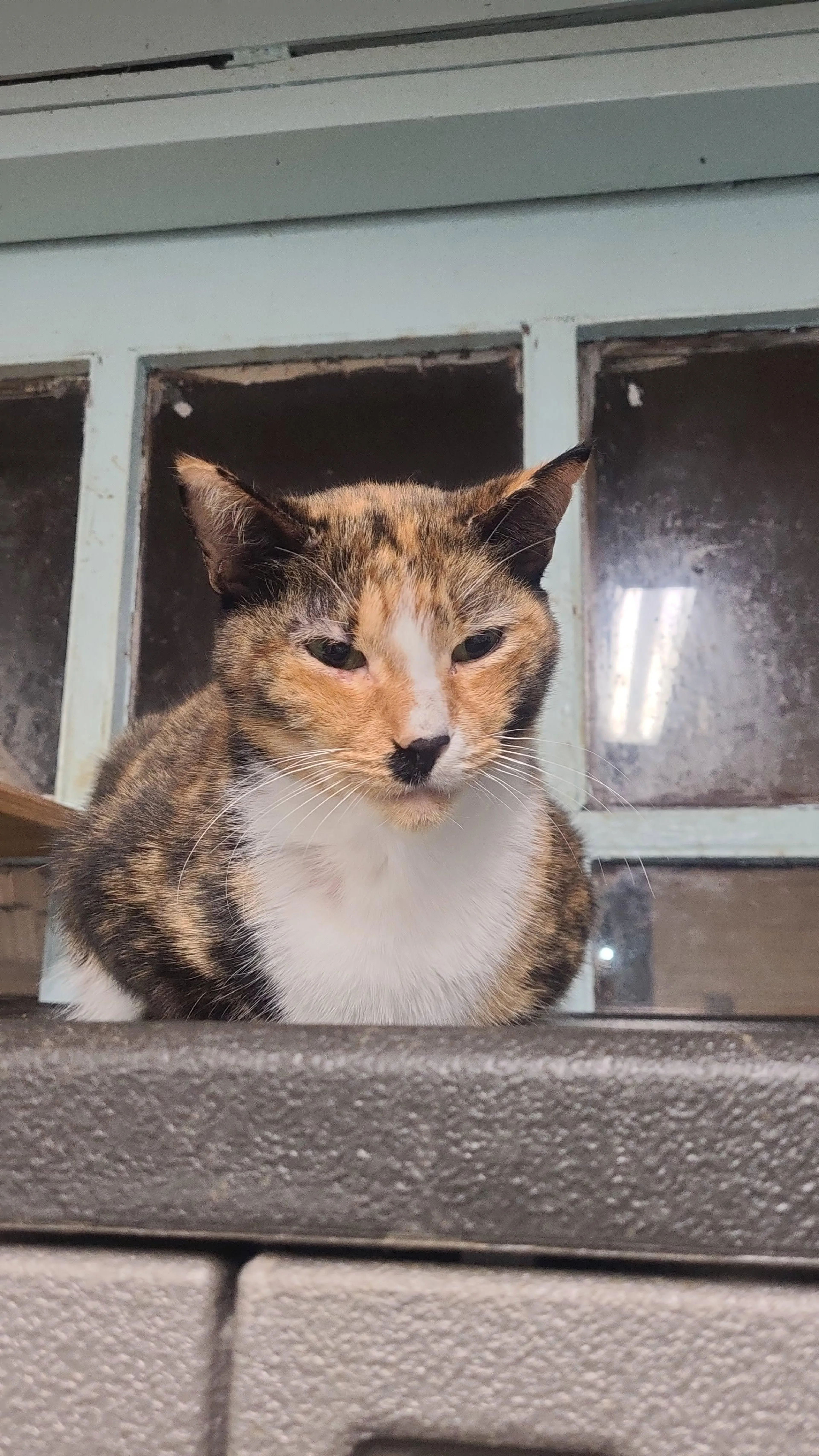 Found pet-4