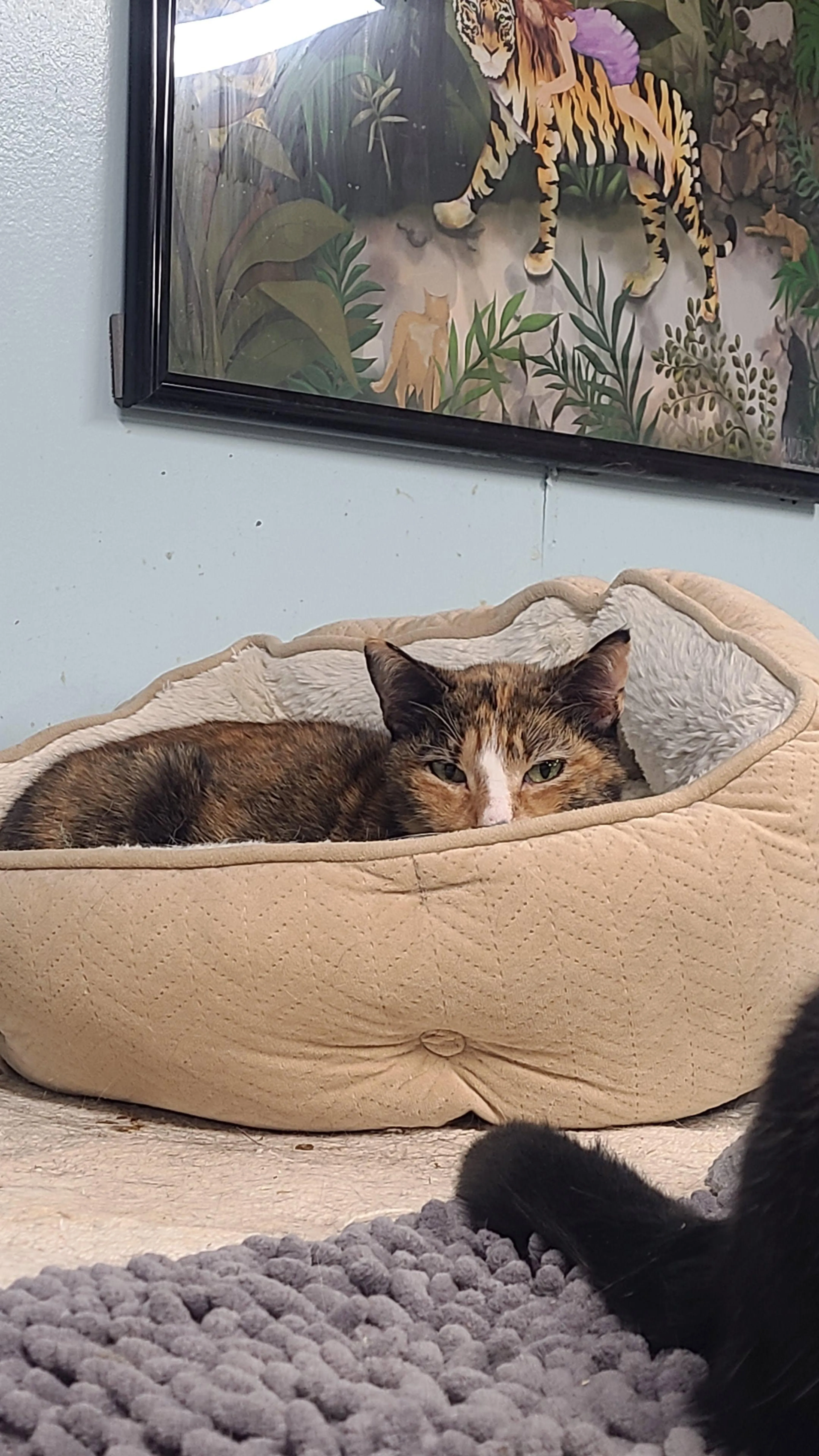 Found pet-0