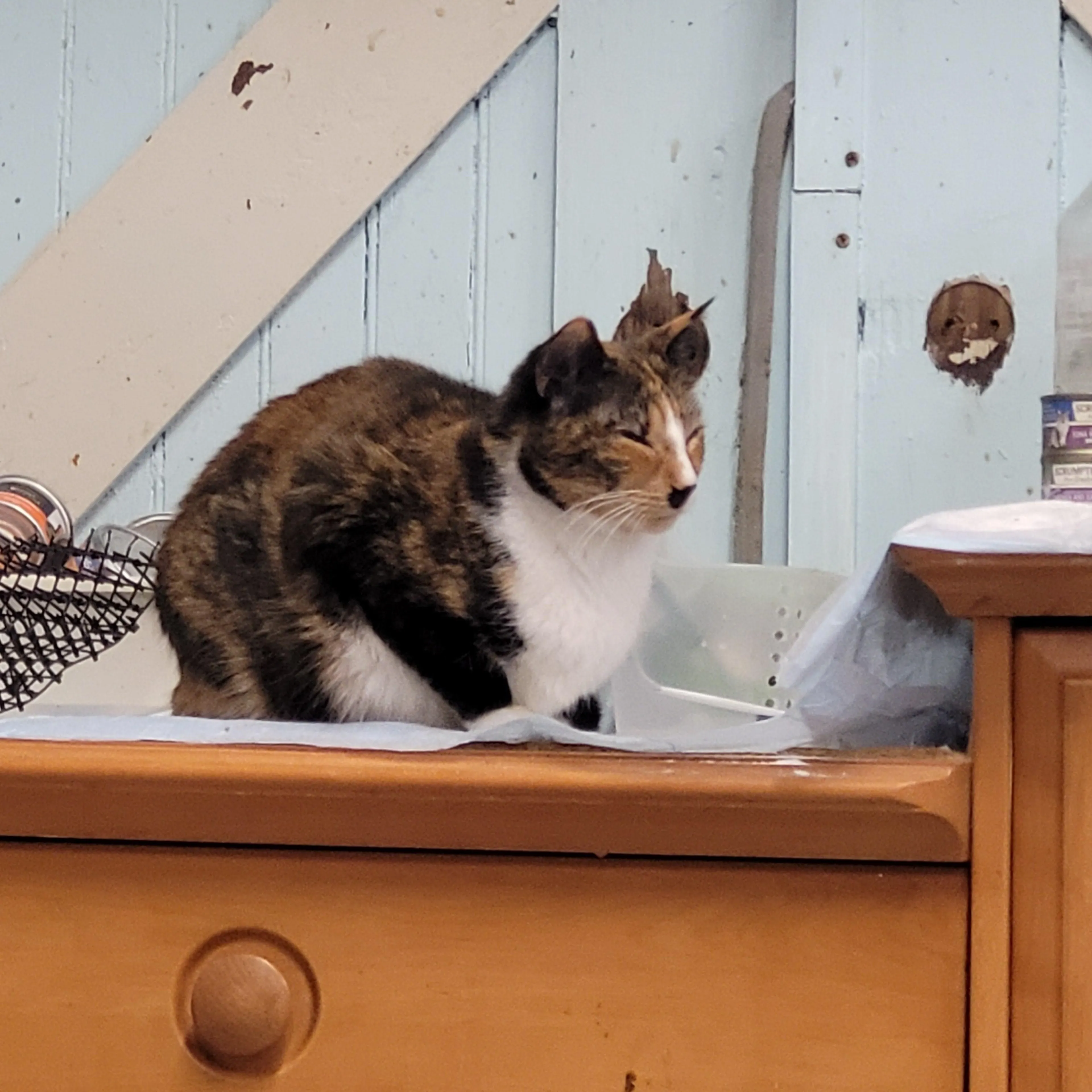 Found pet-3