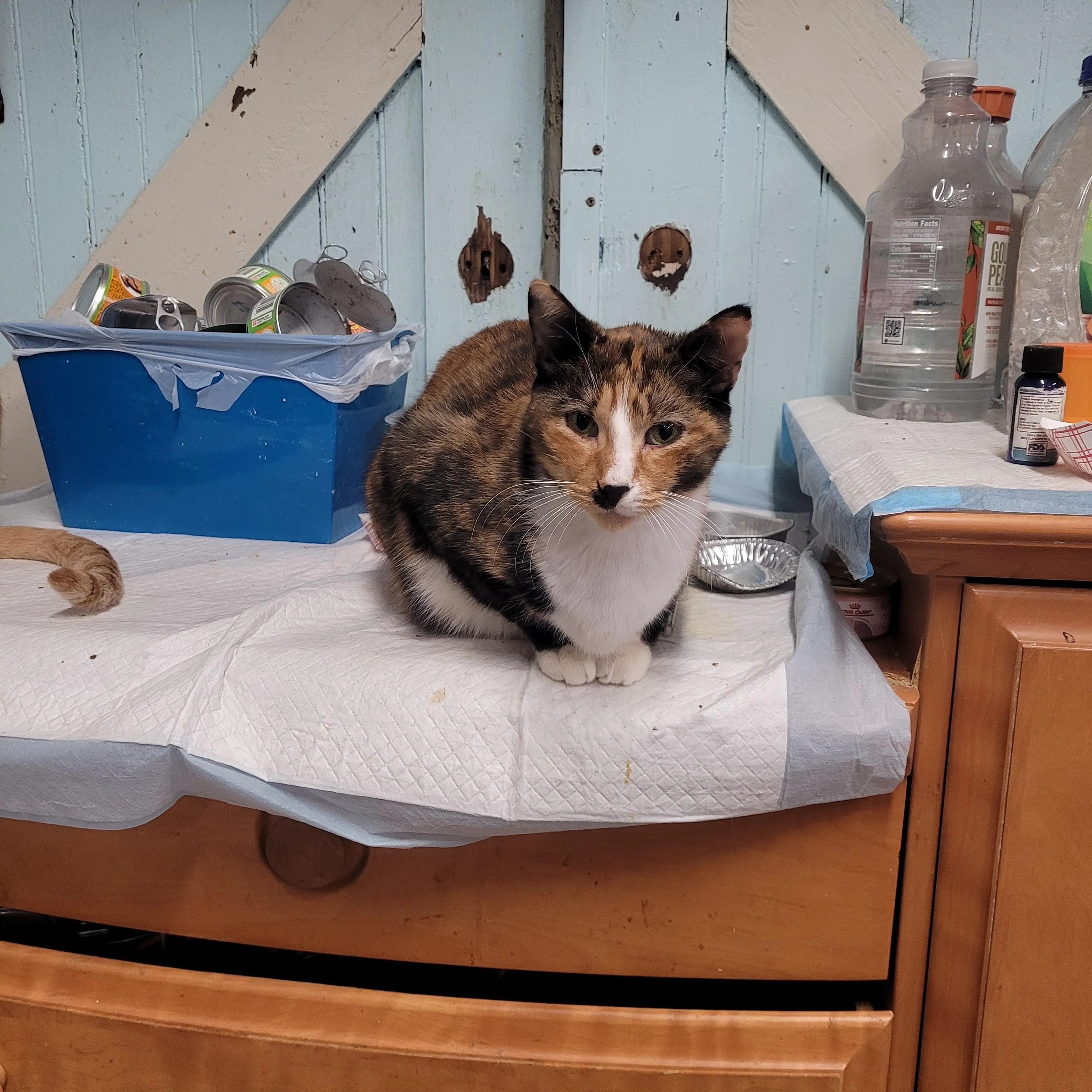 Found pet-1