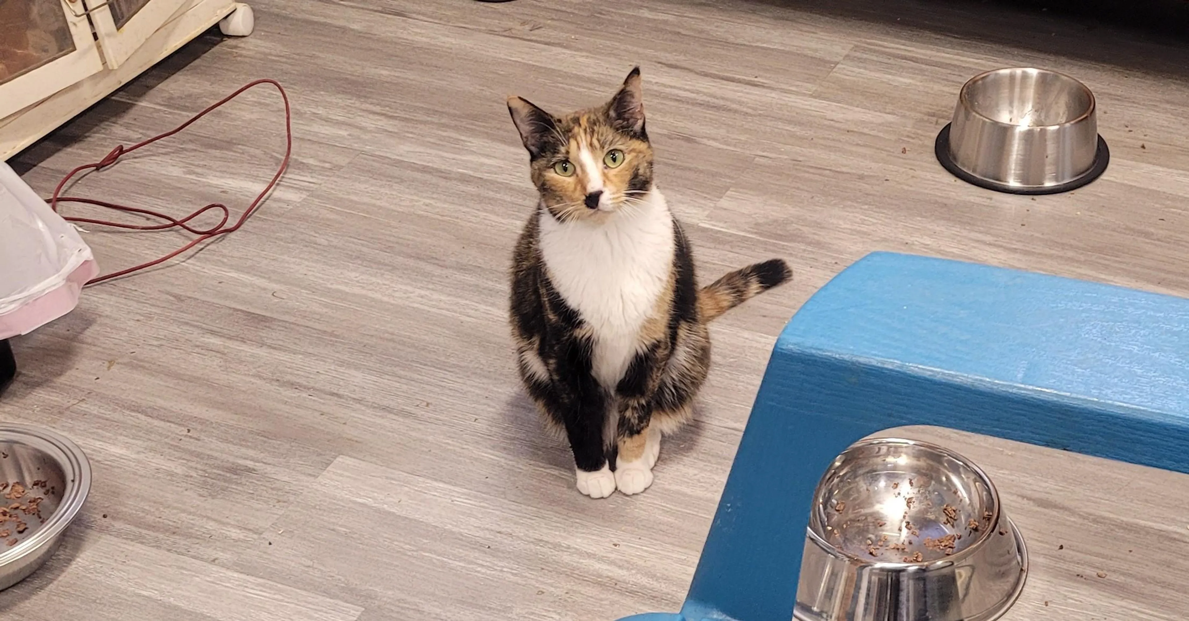 Found pet-2