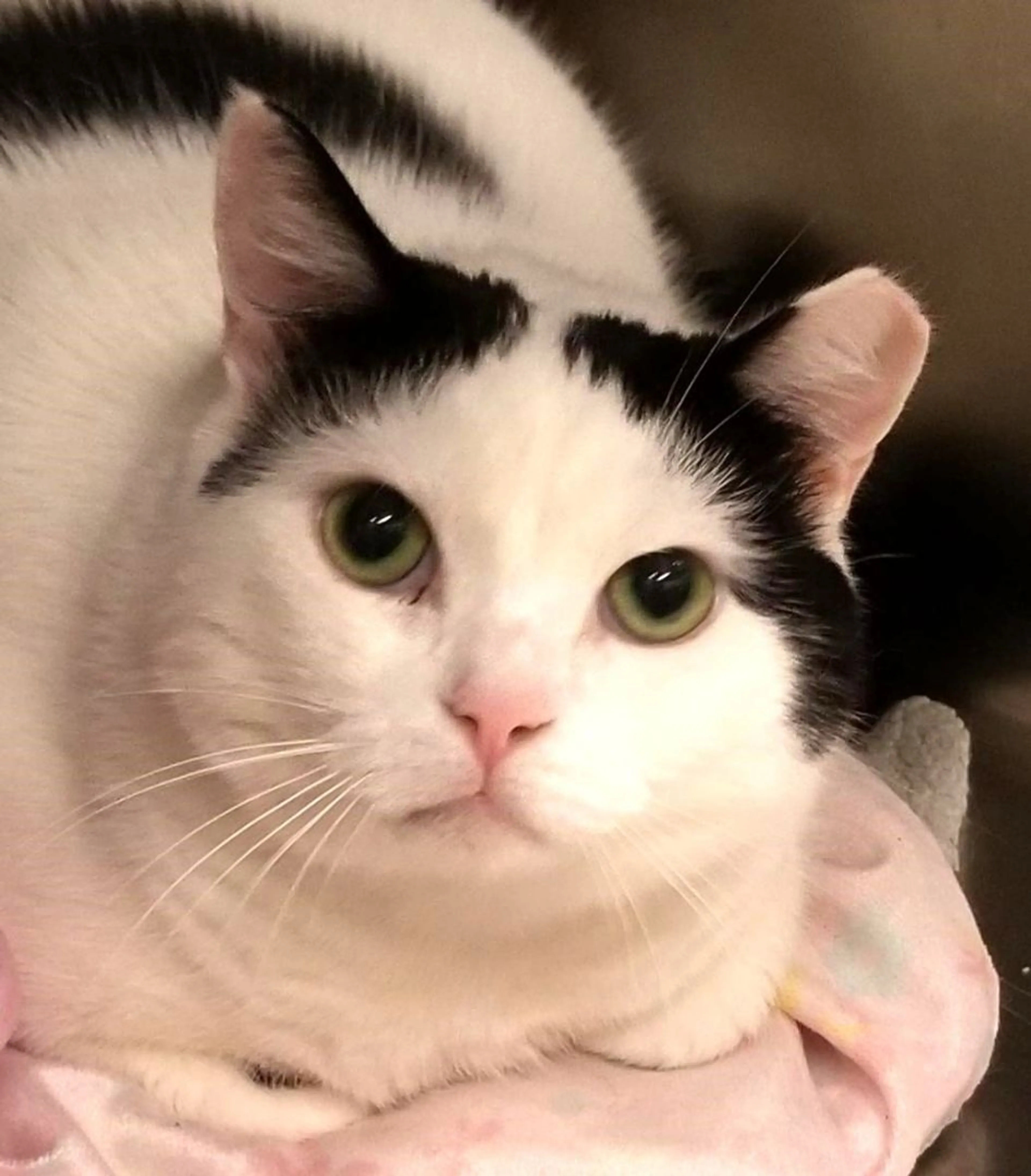 Found pet-2