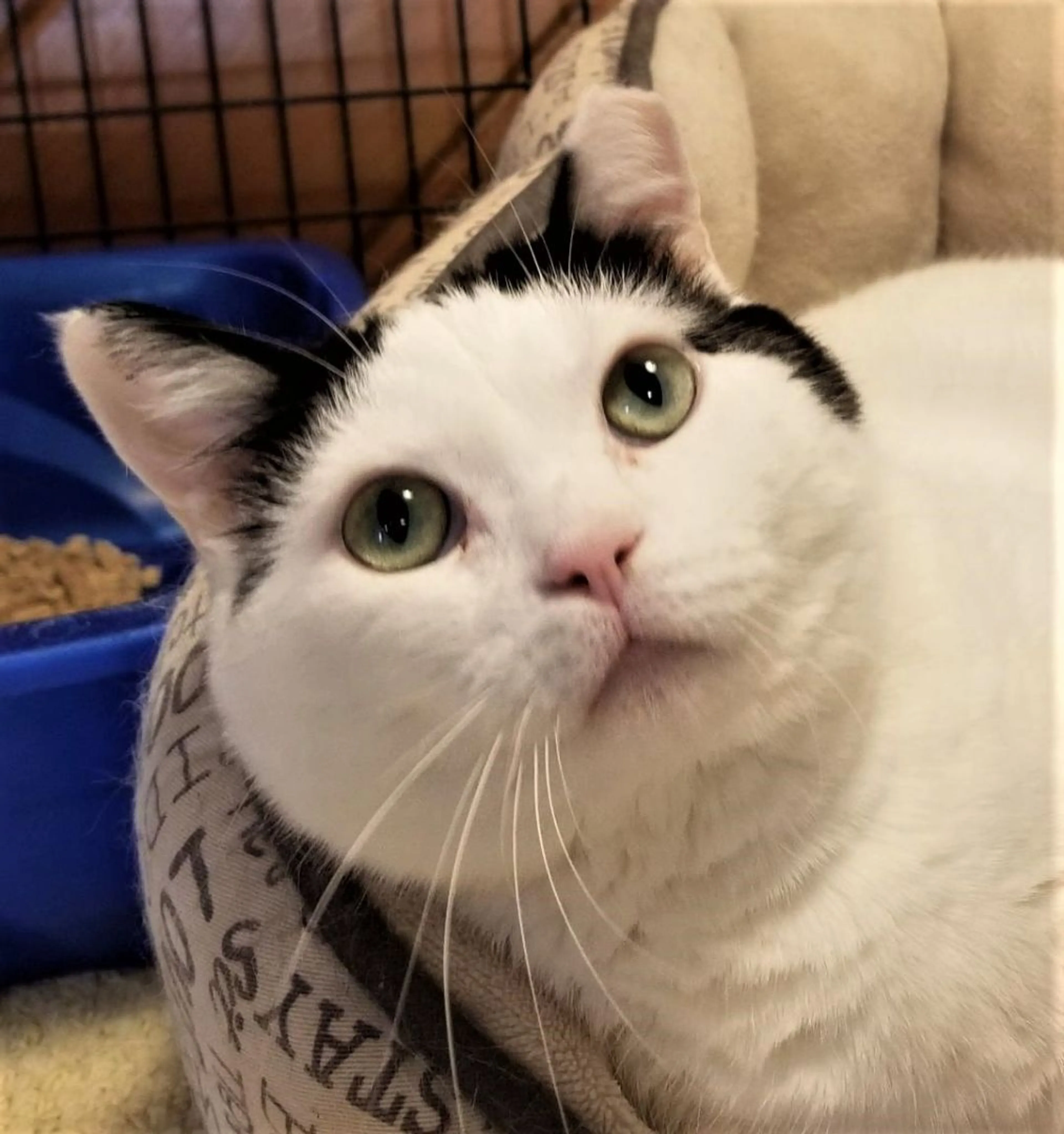 Found pet-0