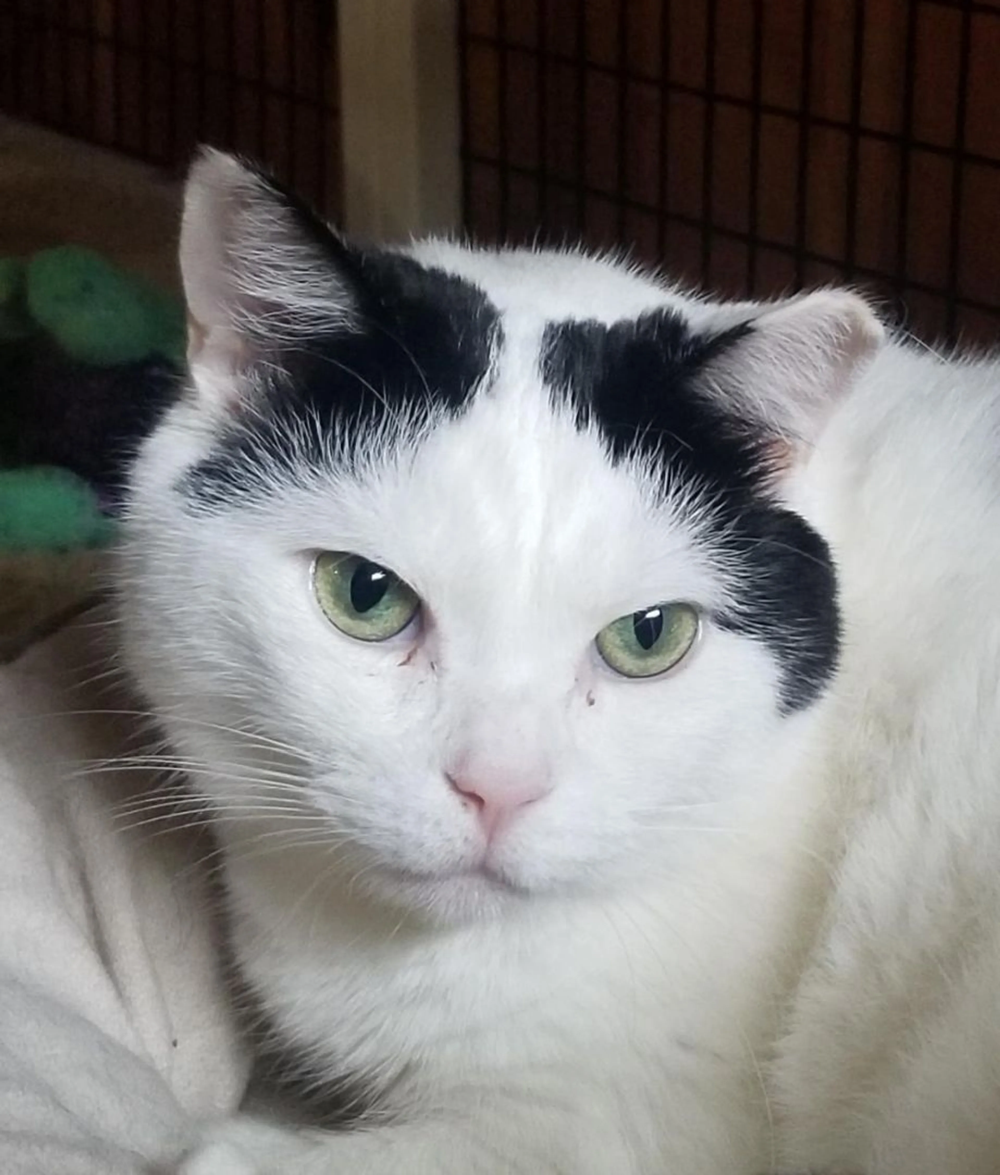 Found pet-1