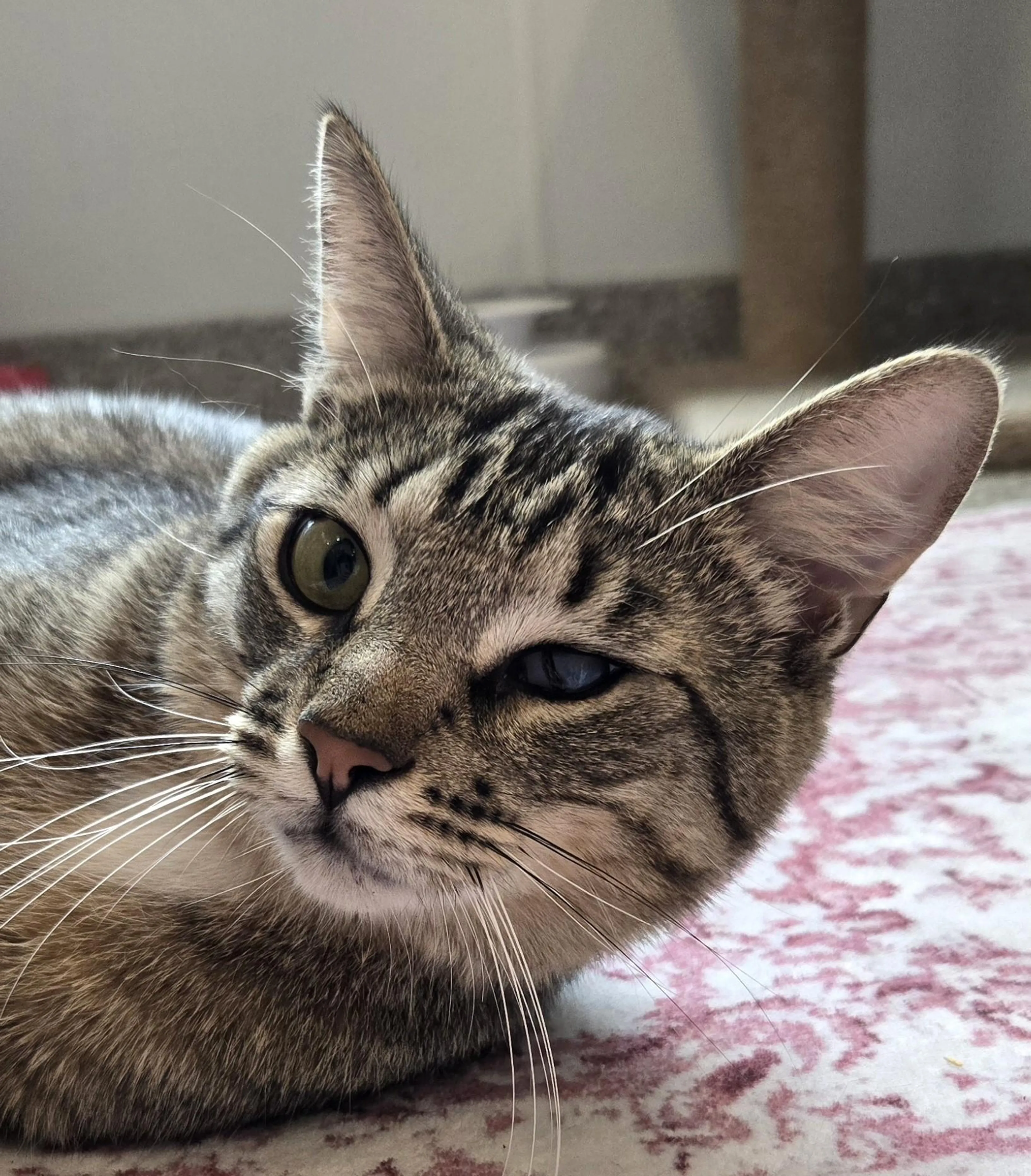 Found pet-1