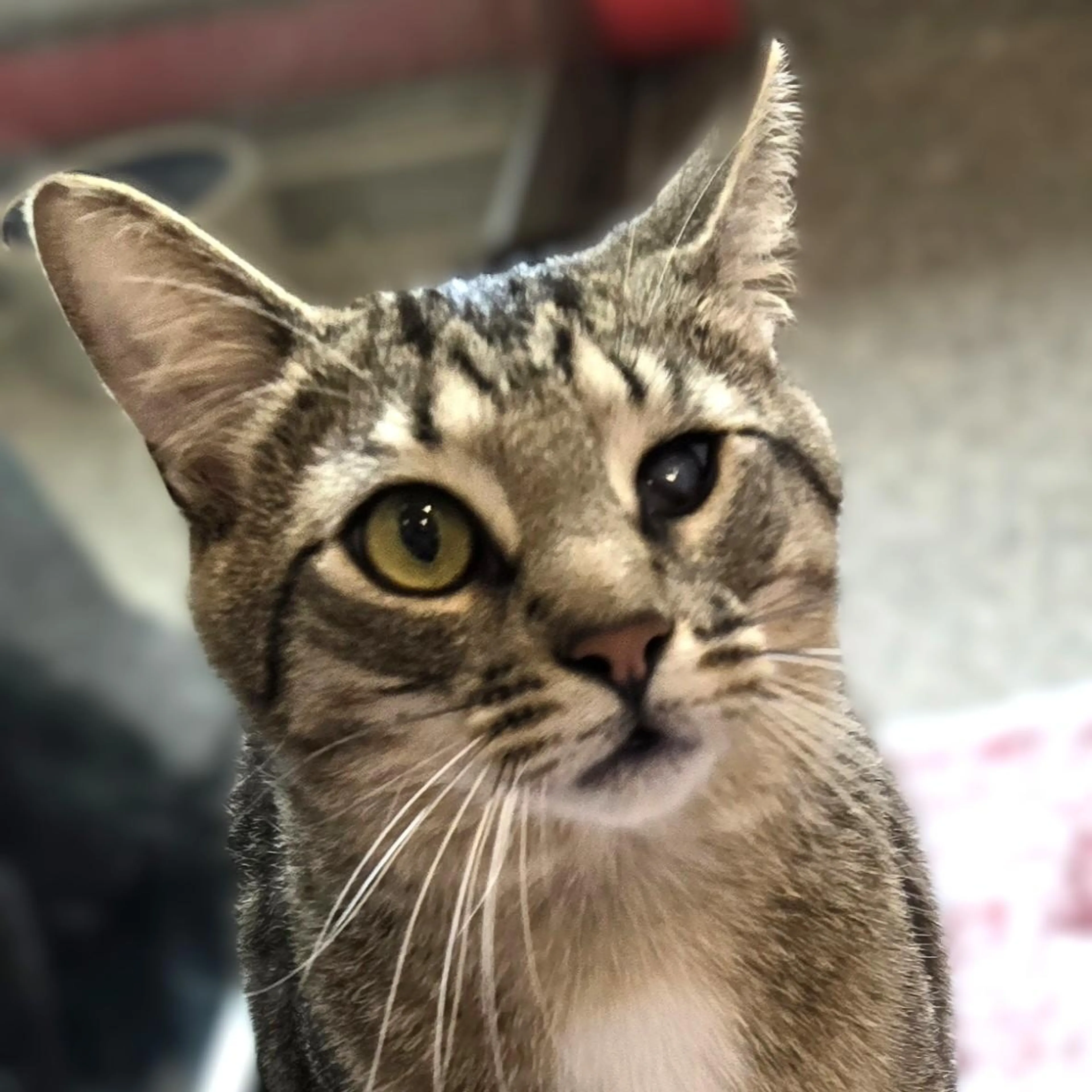 Found pet-2