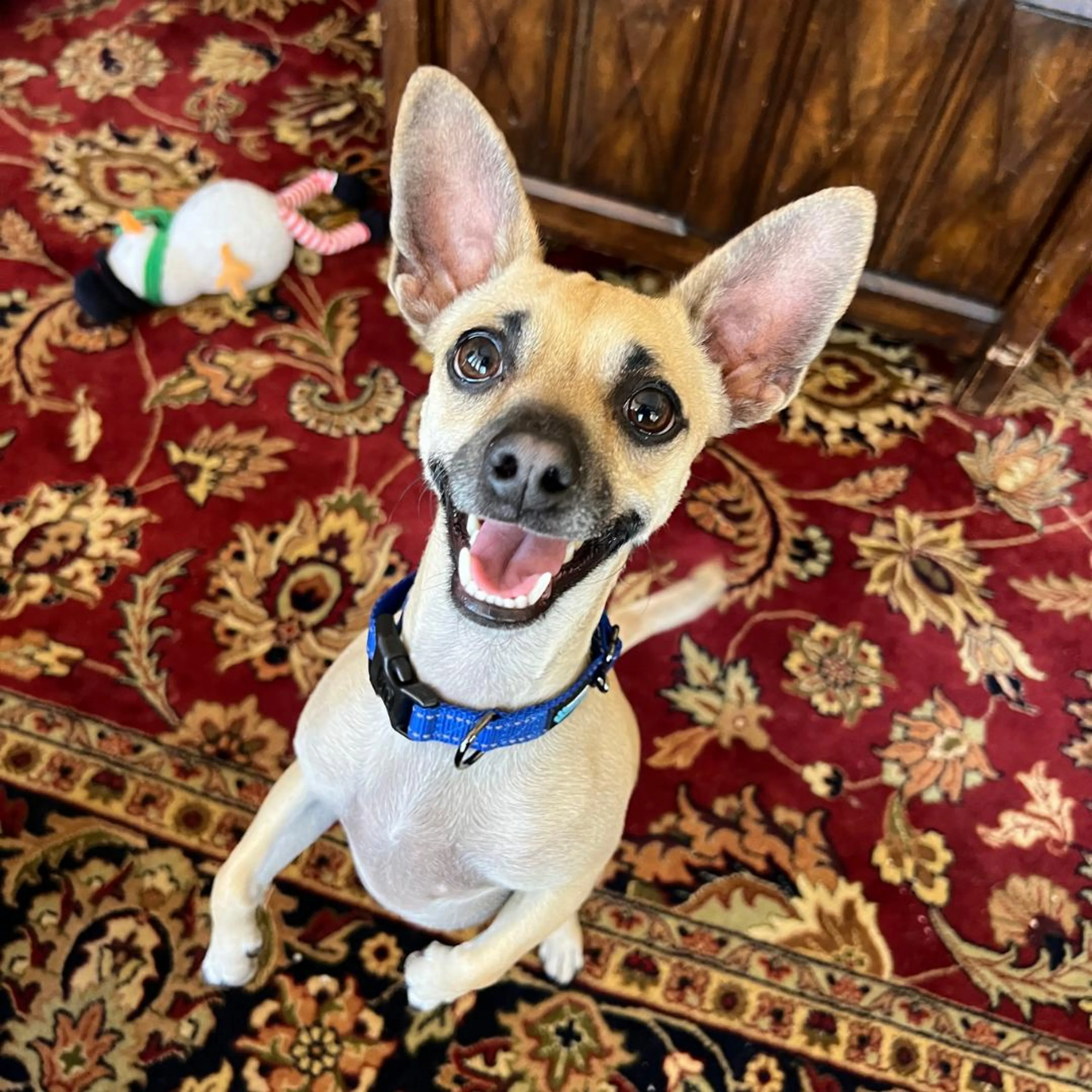 Found pet-3
