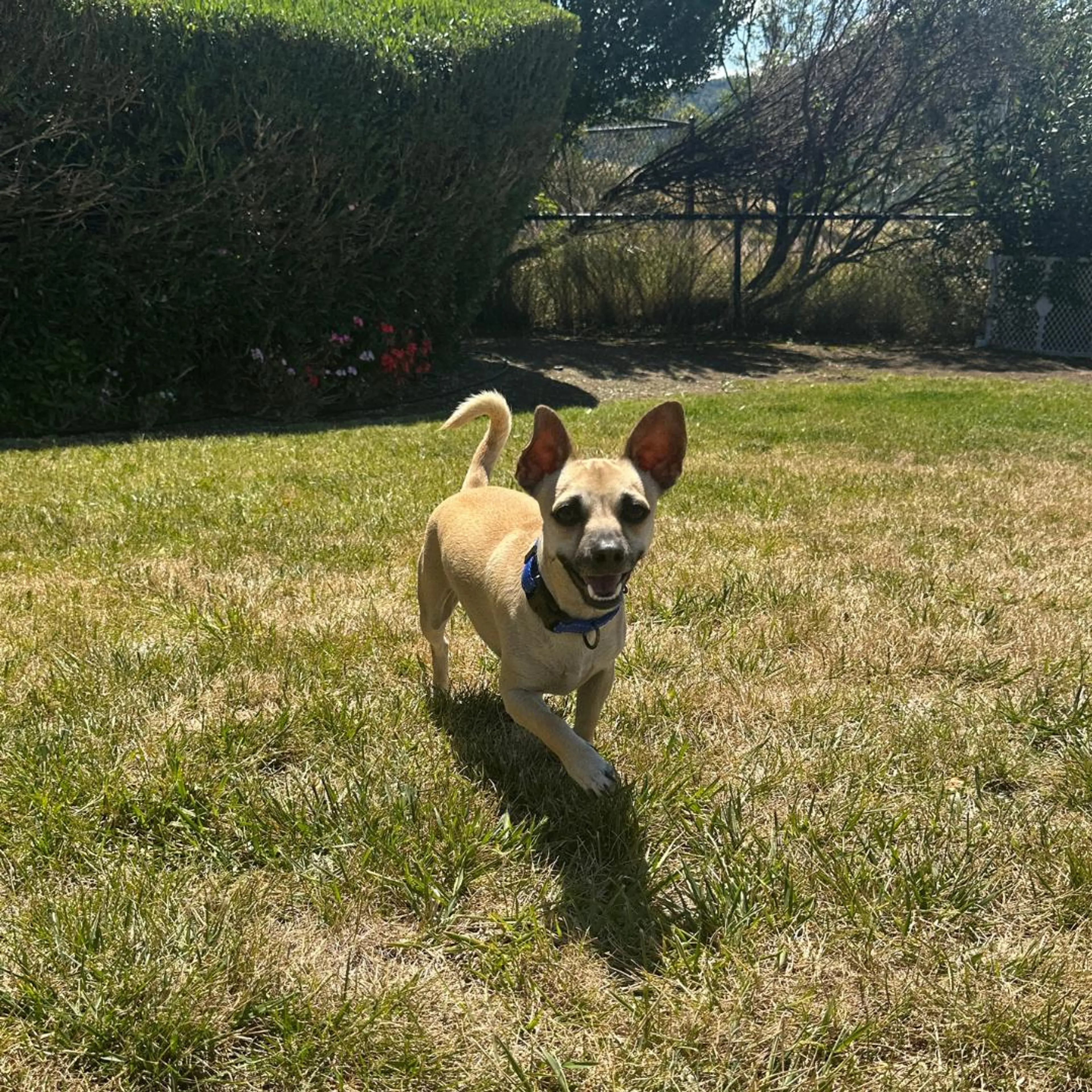 Found pet-4