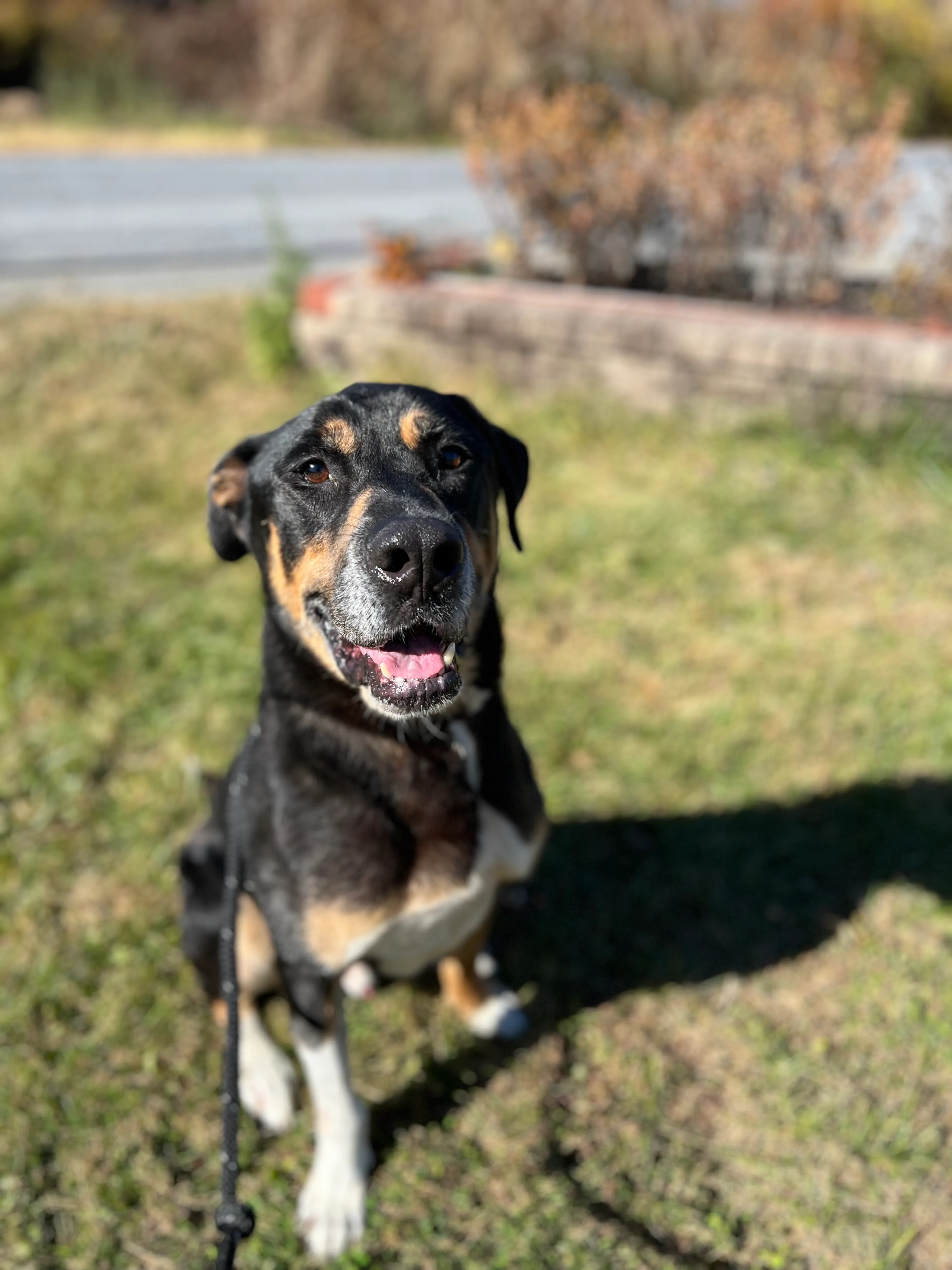 Found pet-2