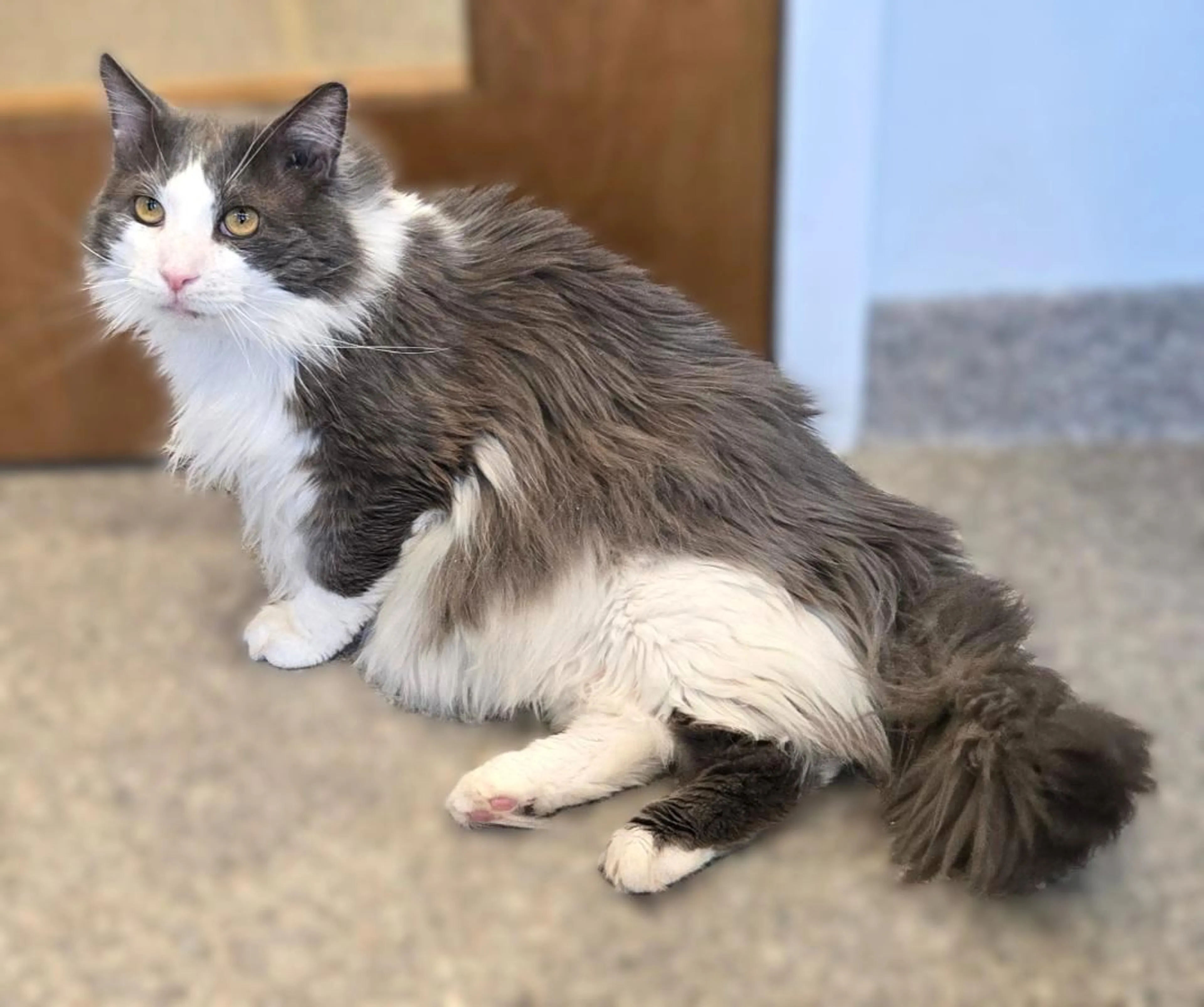 Found pet-1