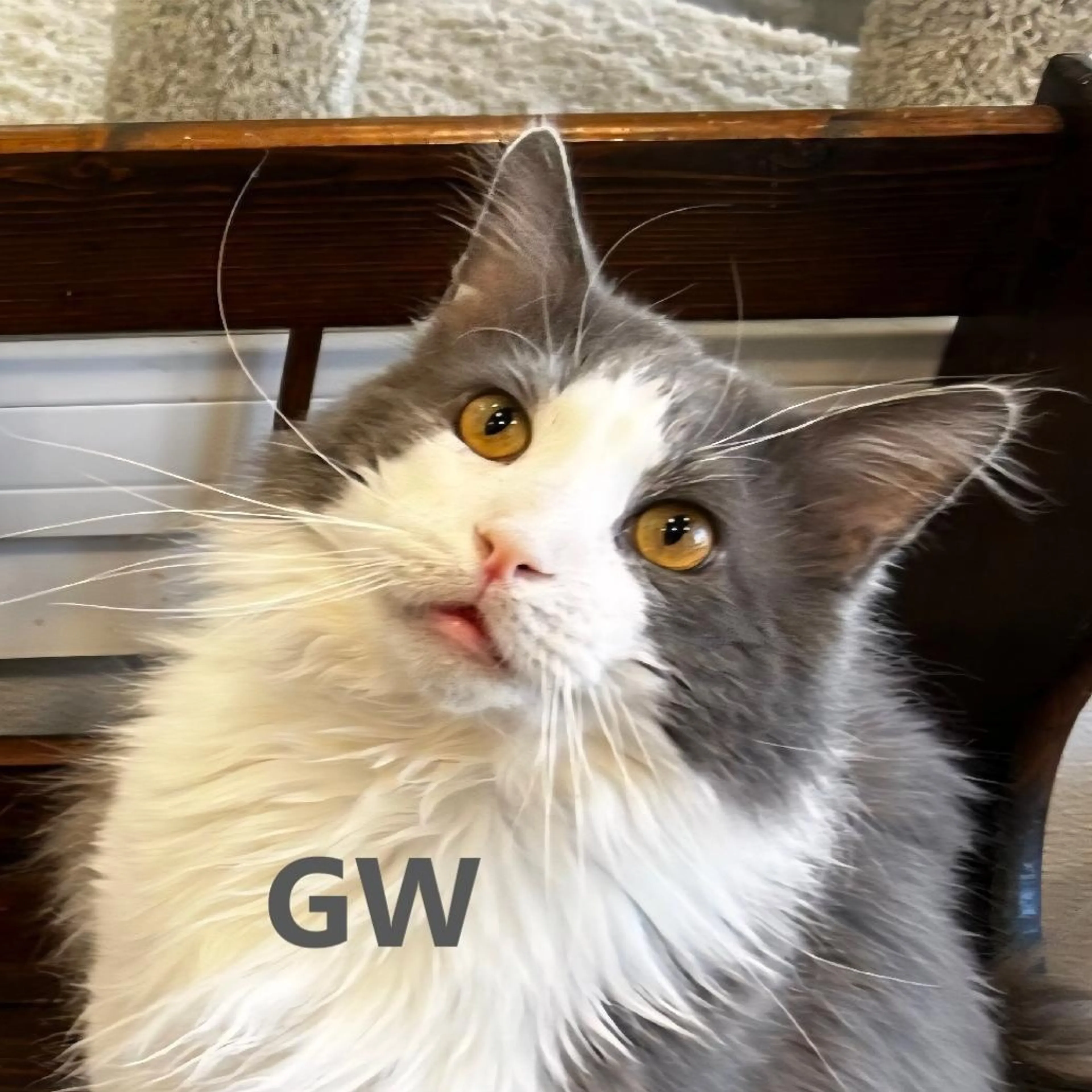 Found pet-2
