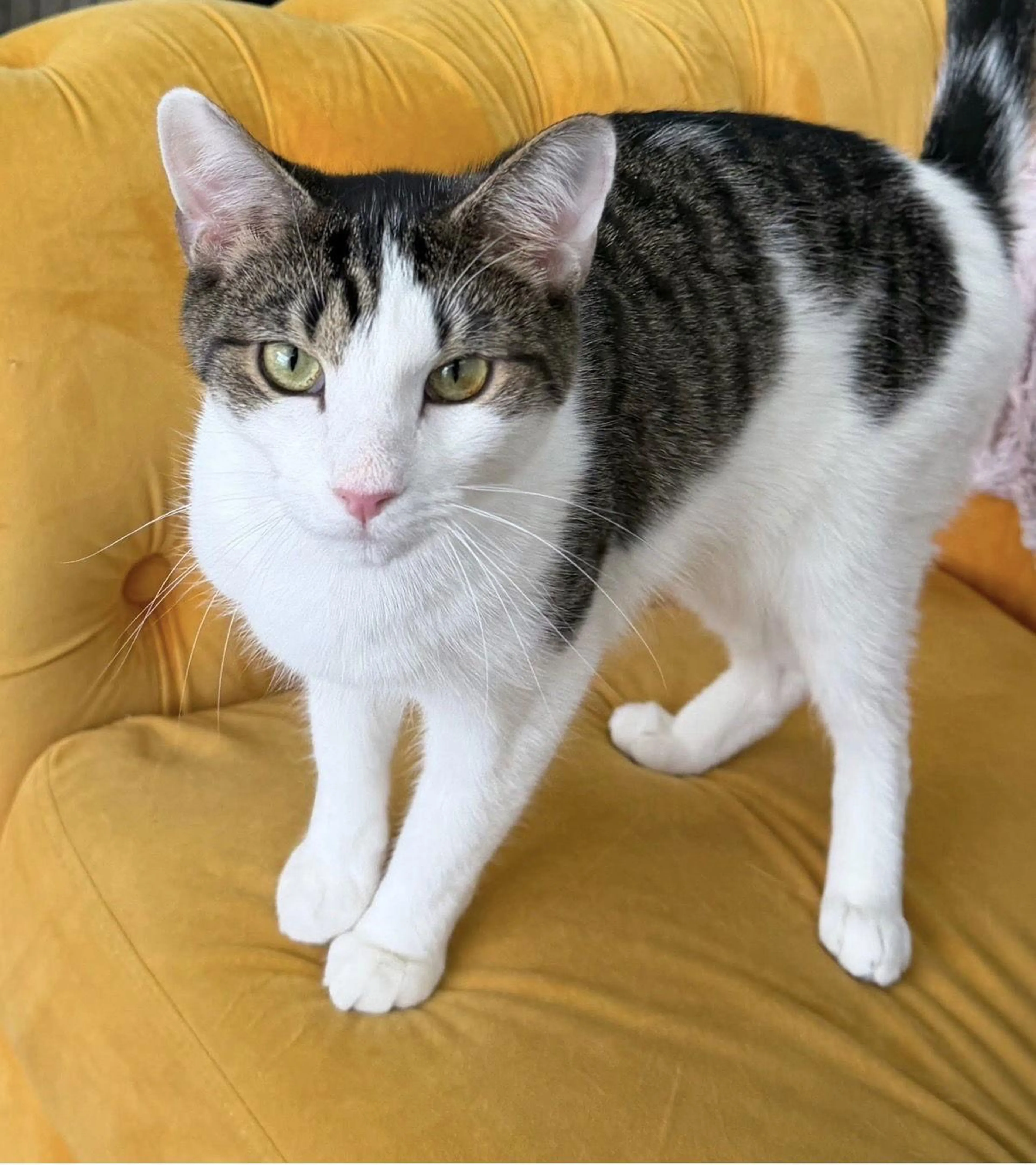 Found pet-1
