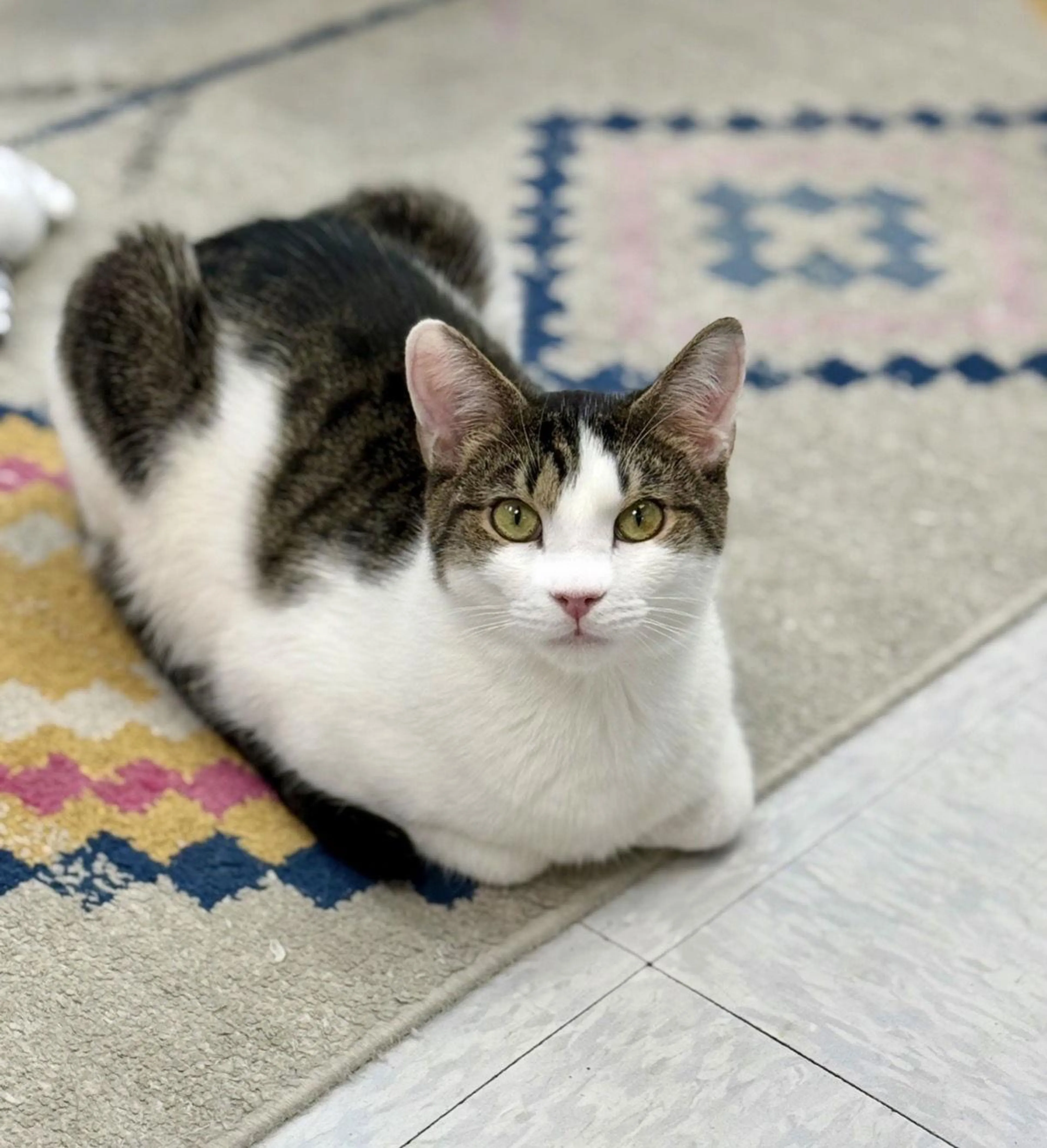 Found pet-2