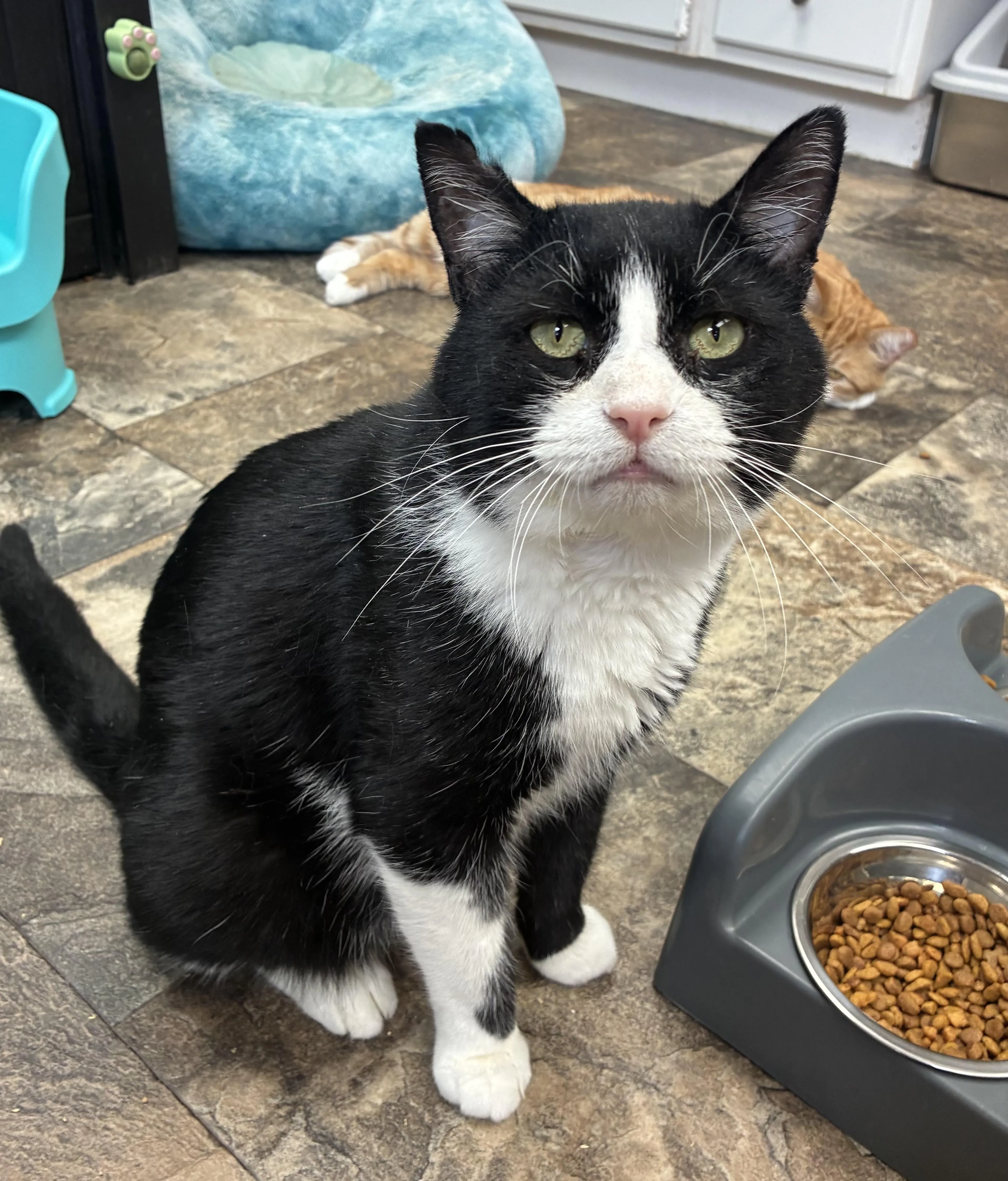 Found pet-3