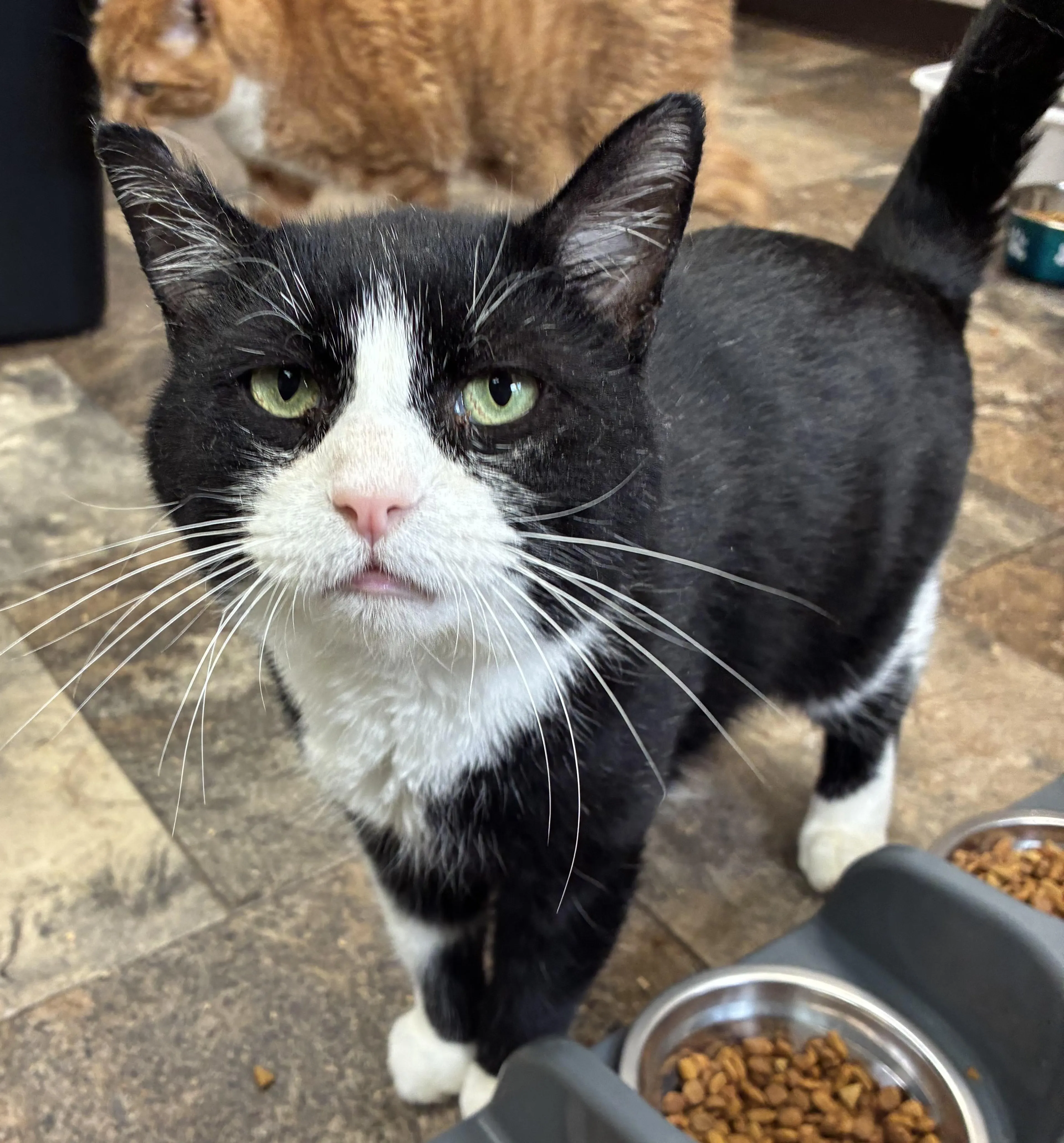 Found pet-2