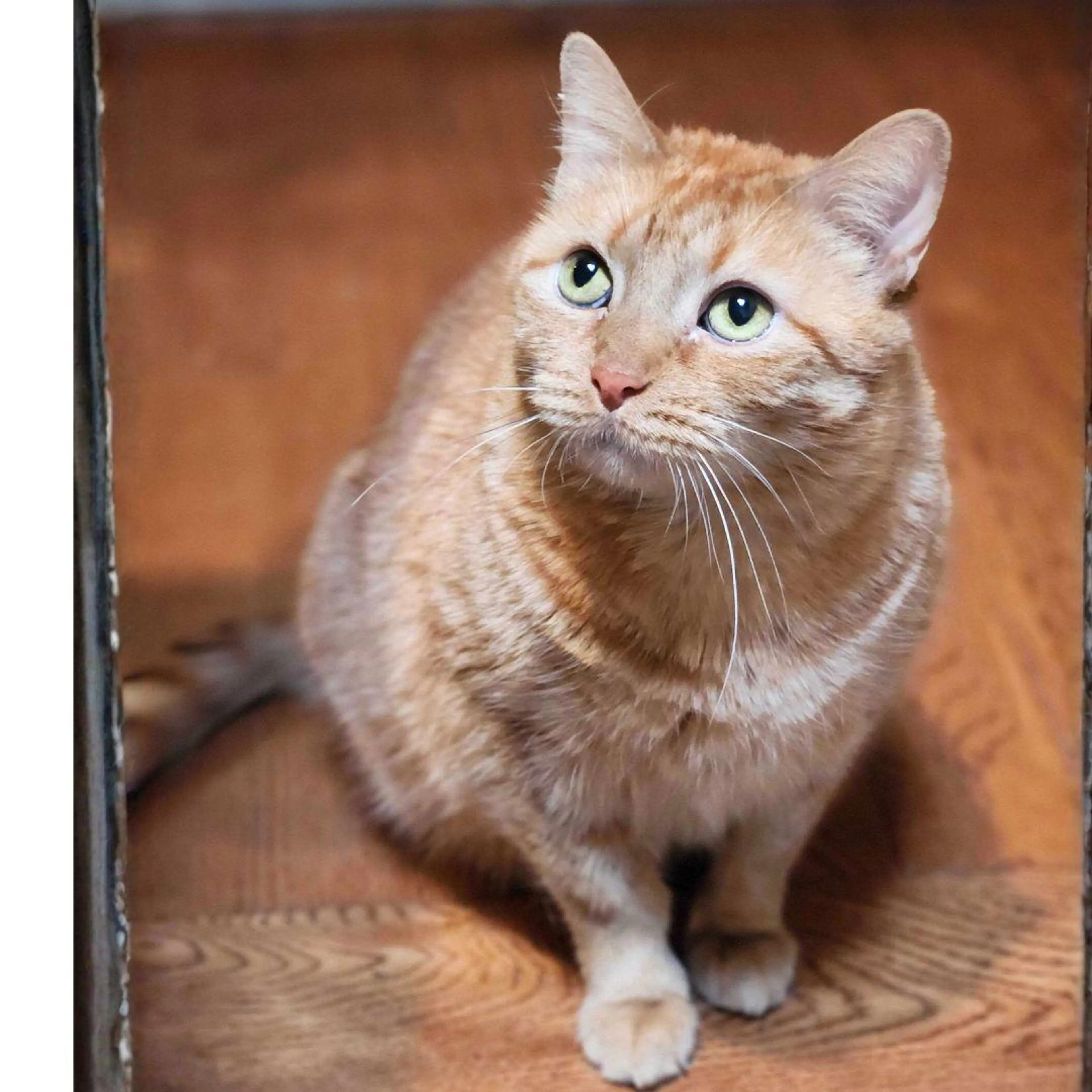 Found pet-1