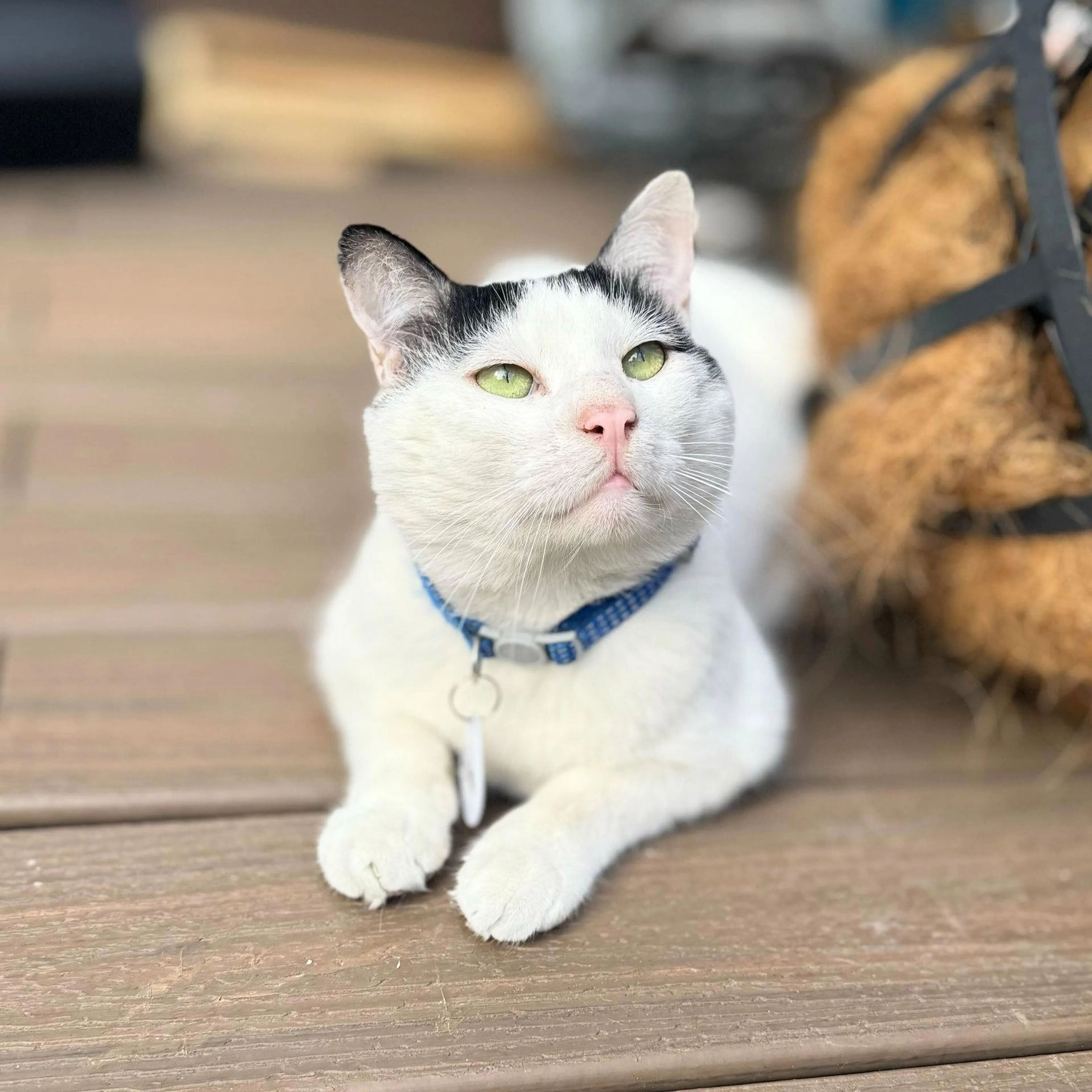 Found pet-0