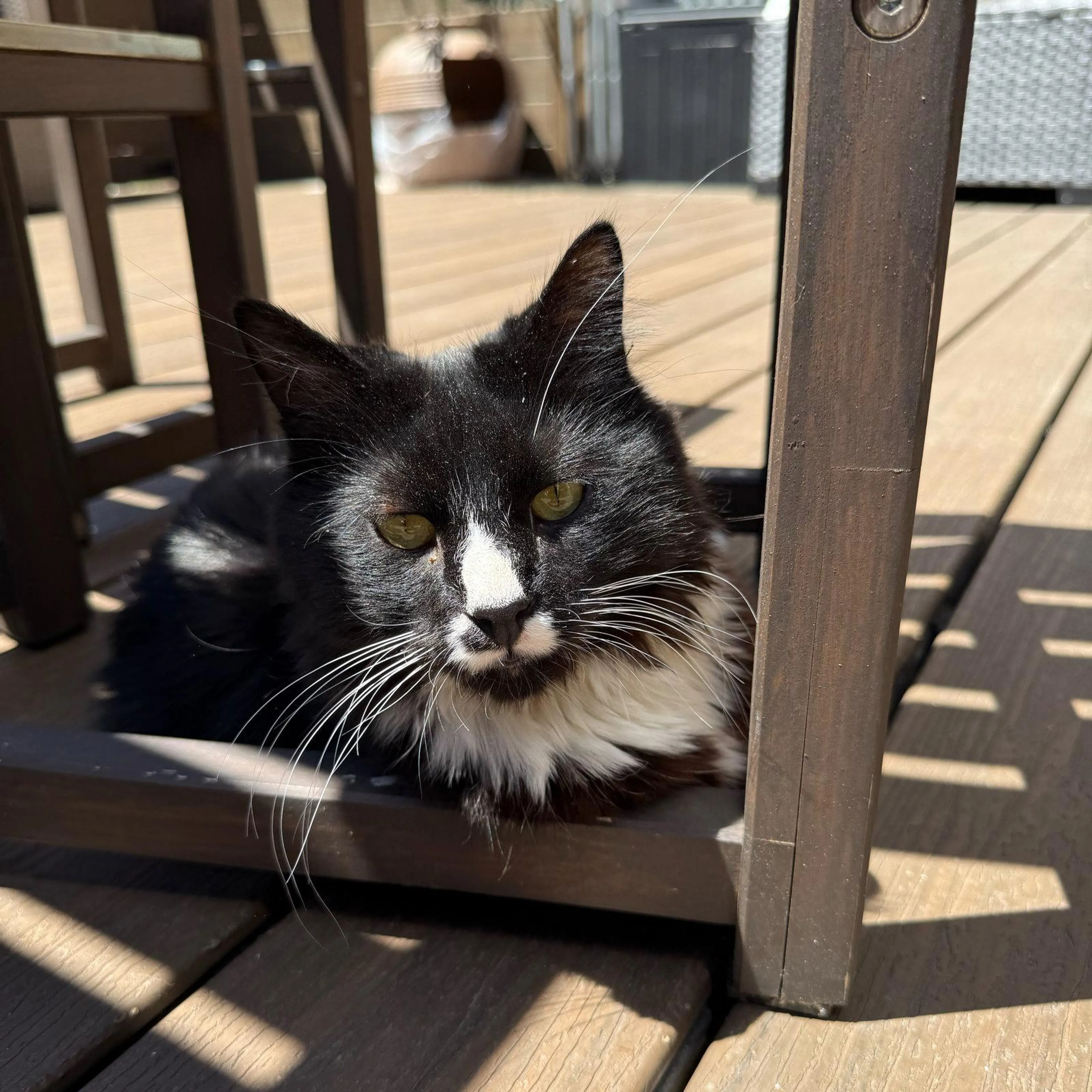 Found pet-0