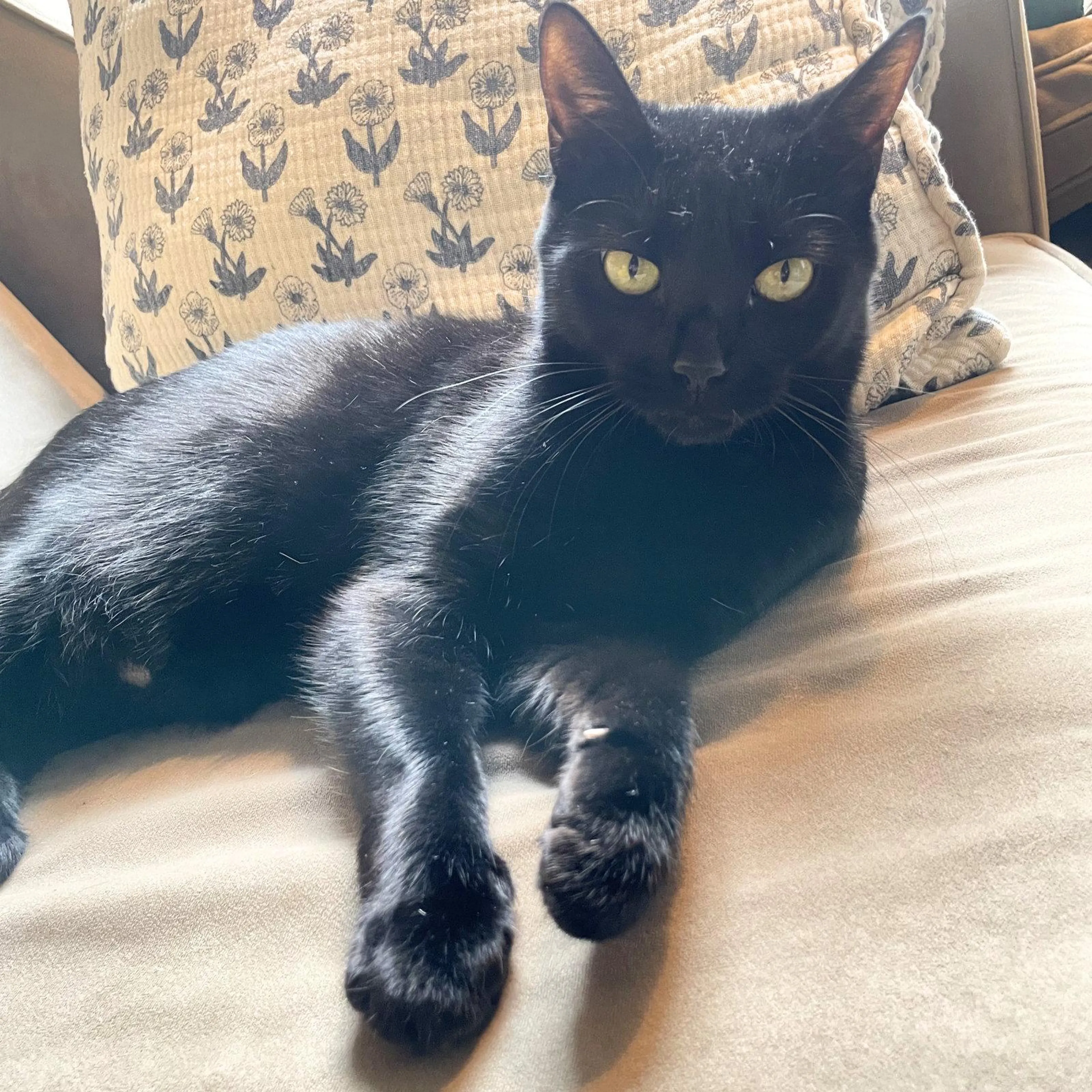 Found pet-1
