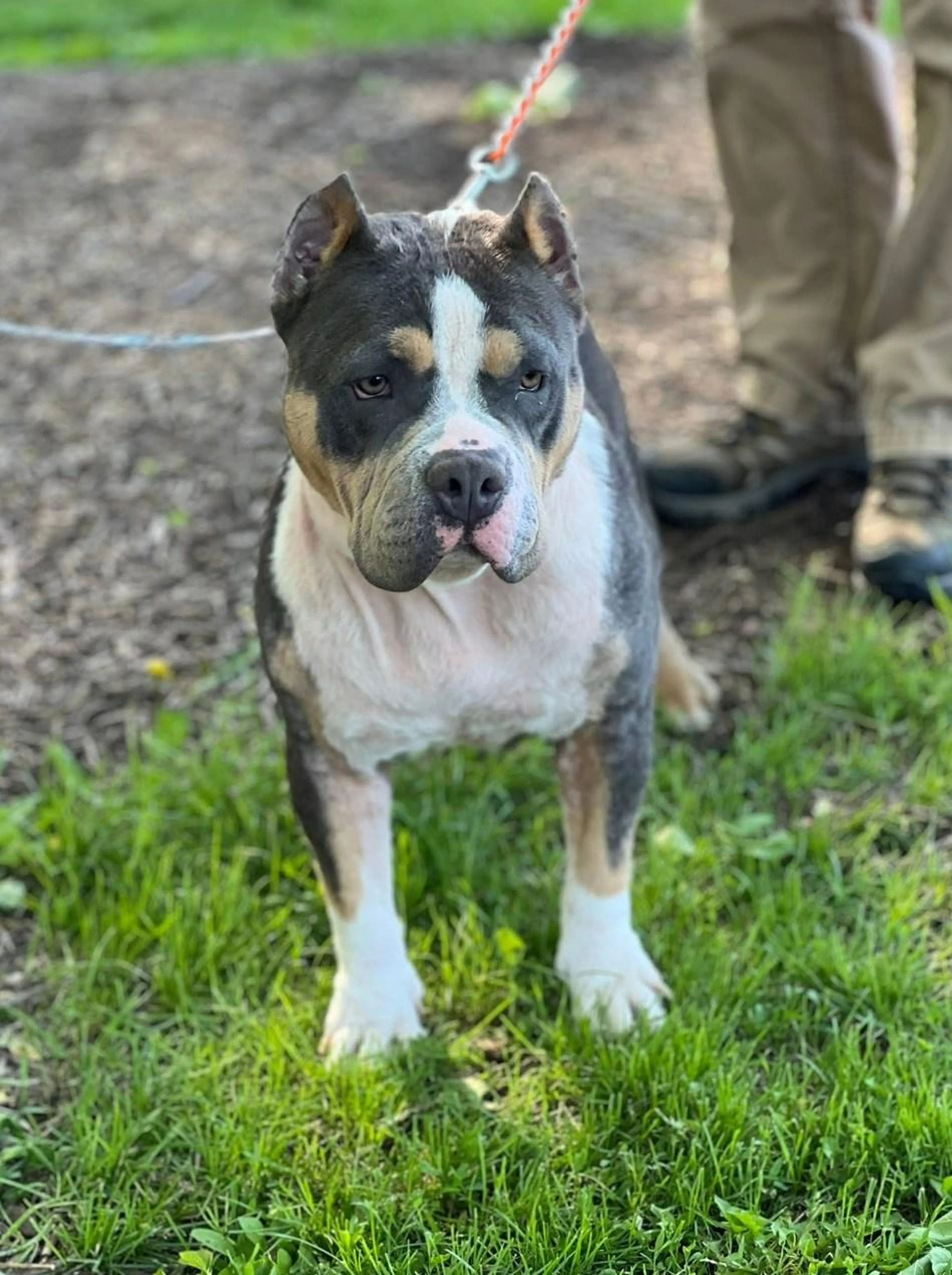 Found pet-3