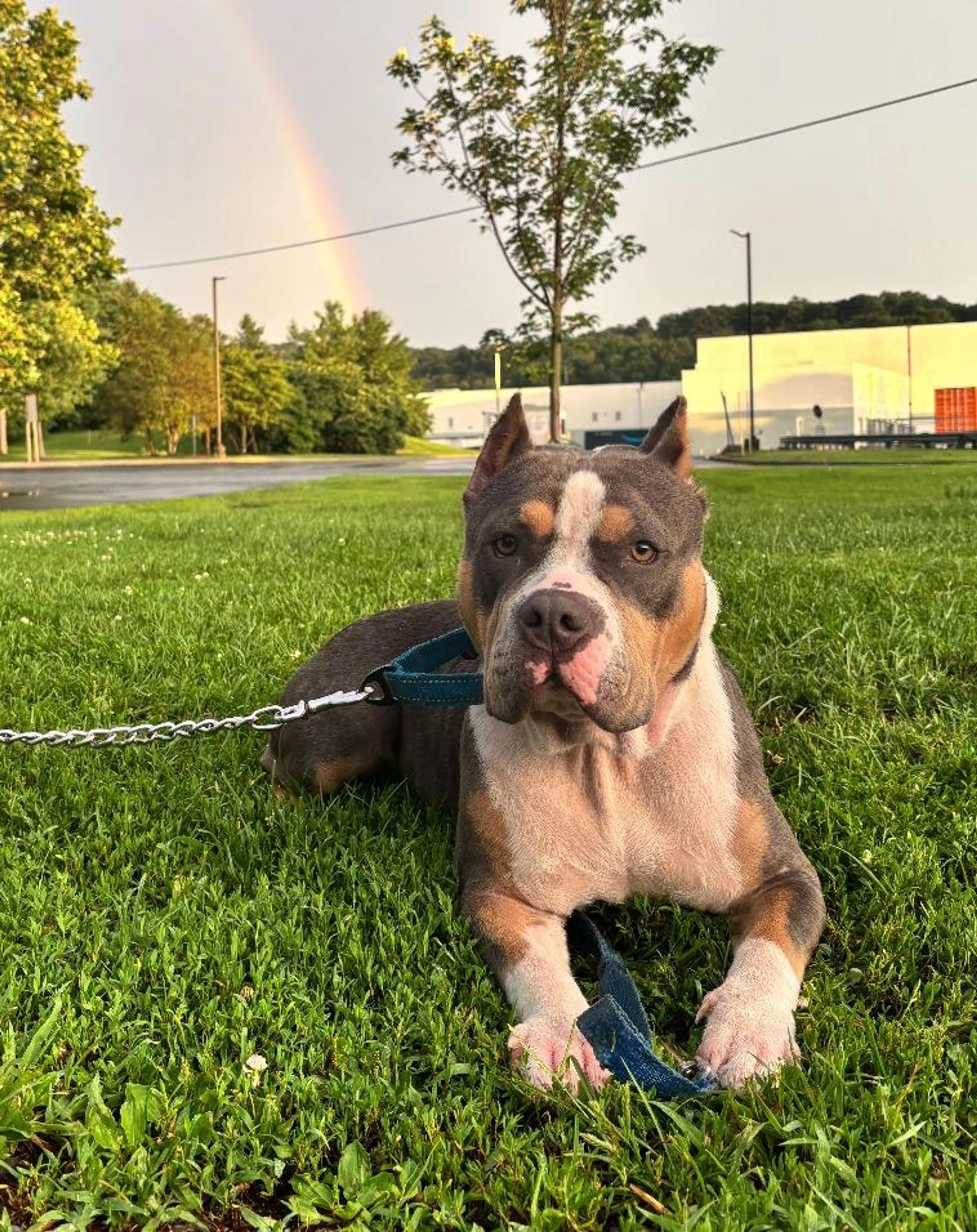 Found pet-2