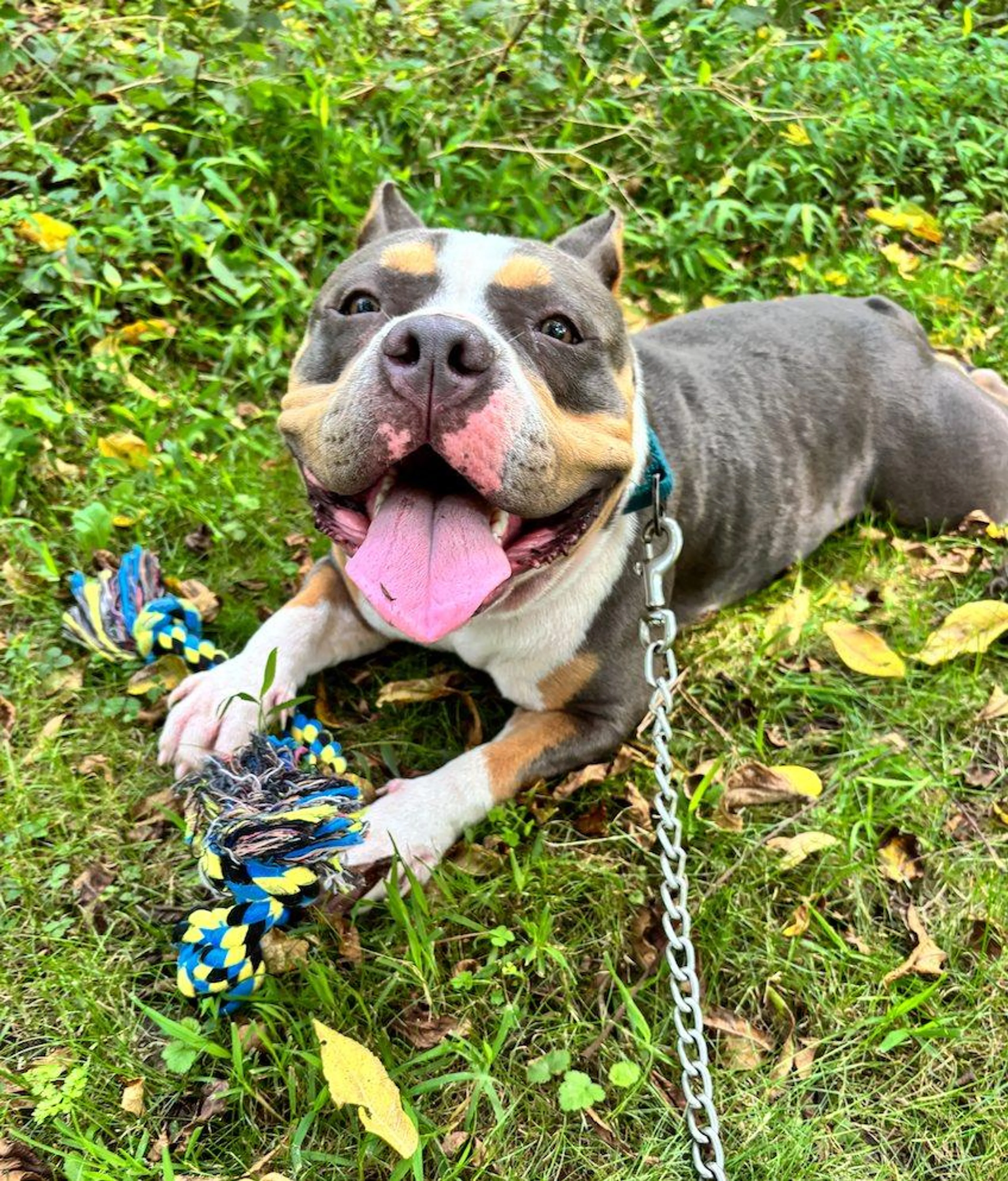 Found pet-1