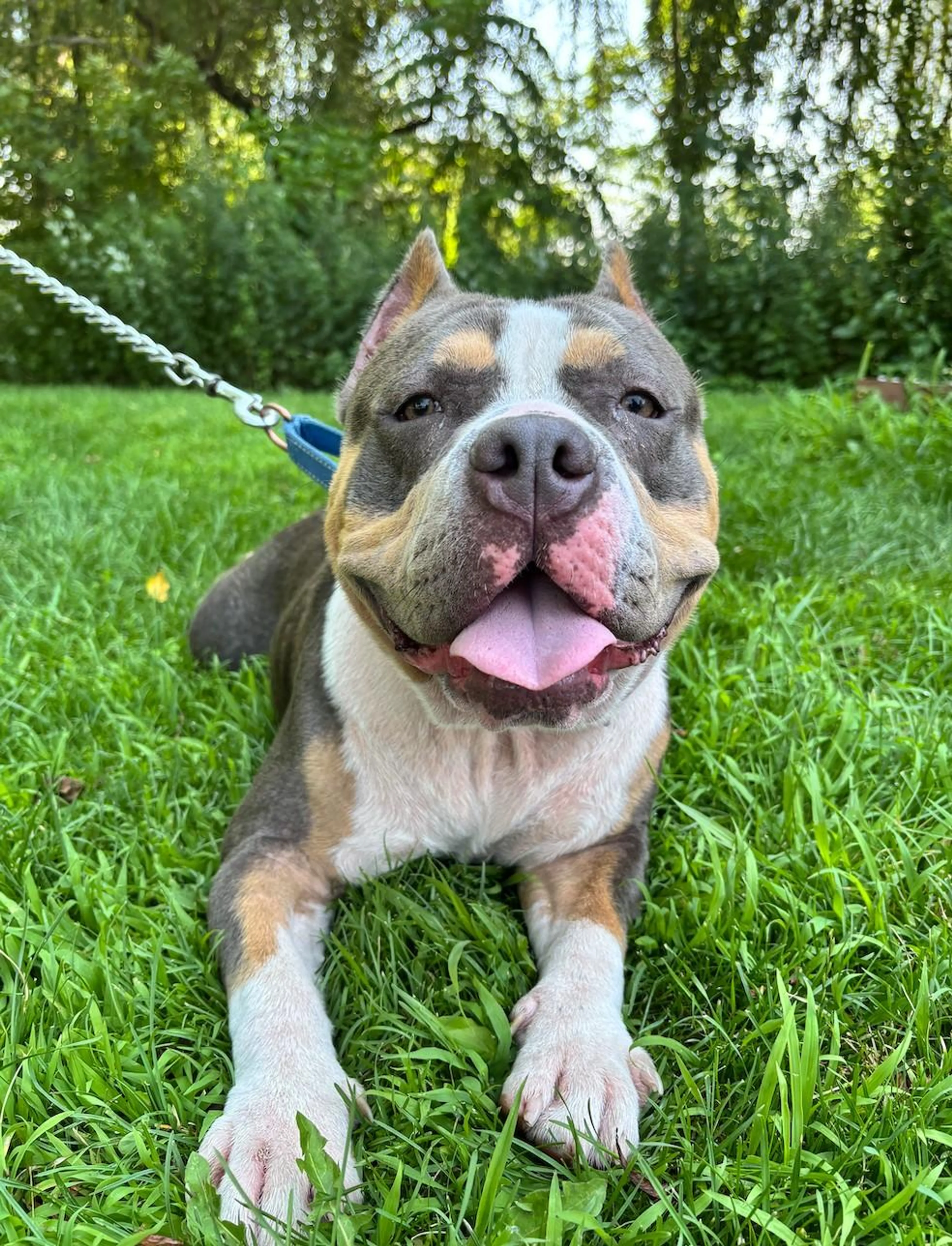 Found pet-4