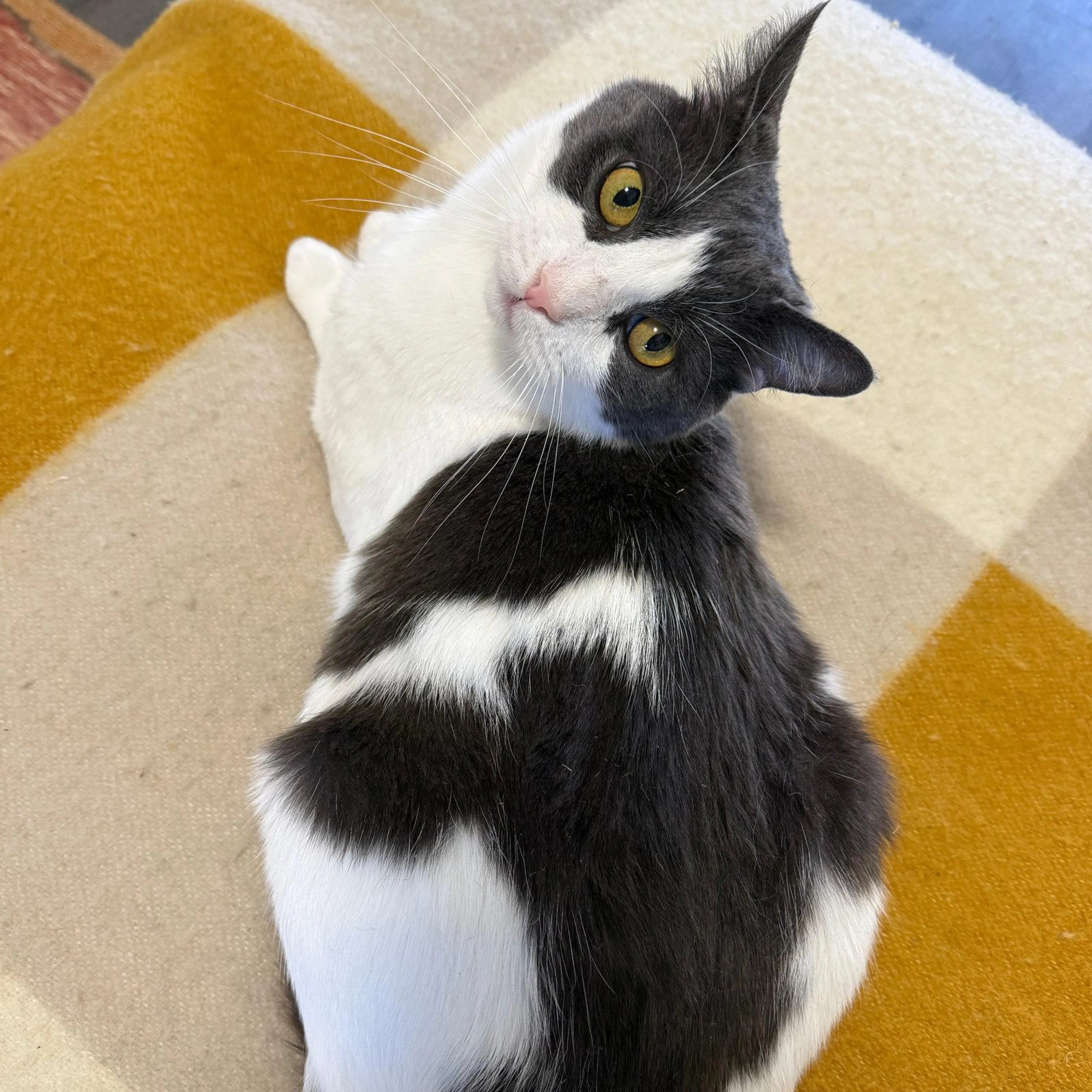 Found pet-0