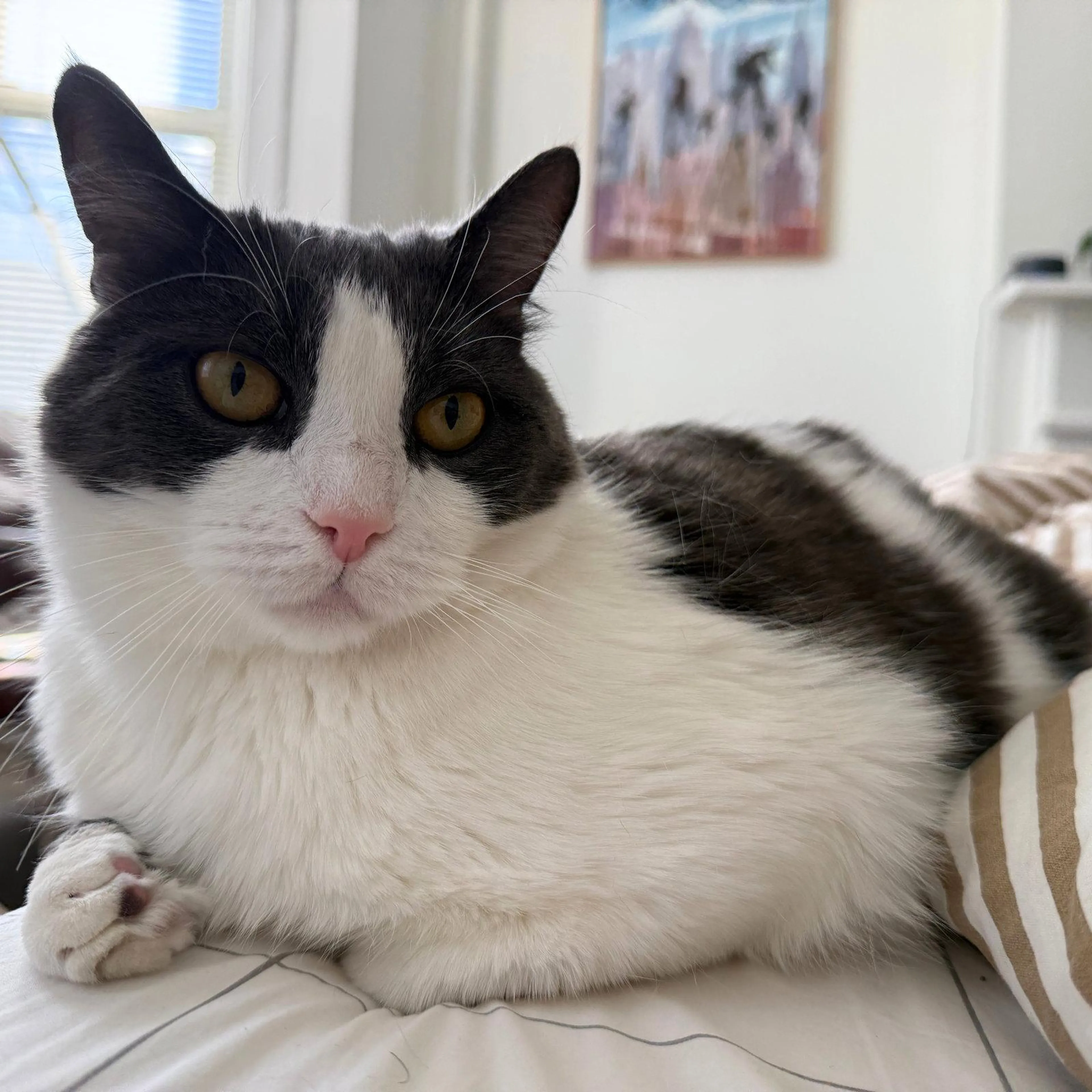 Found pet-2
