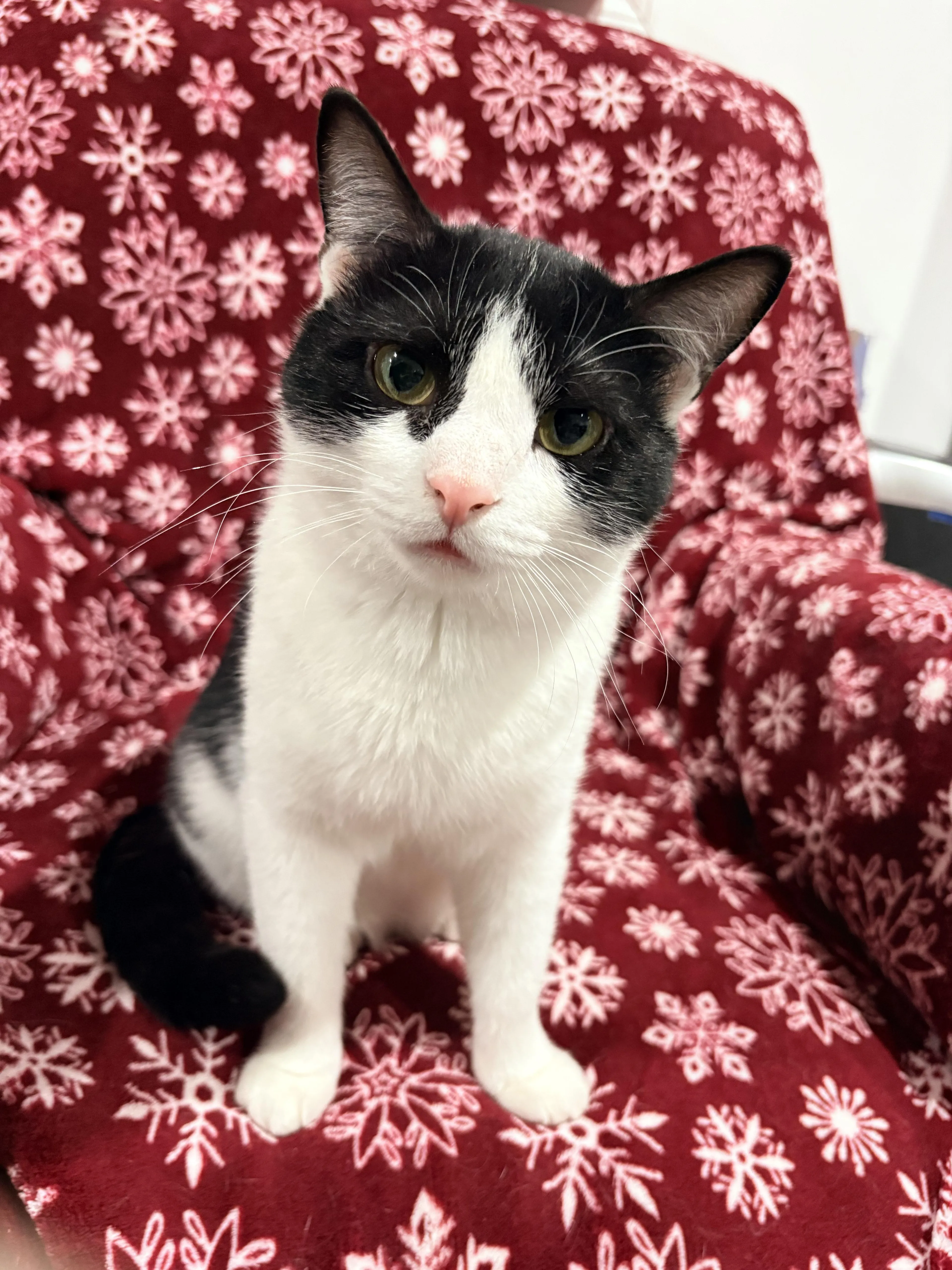 Found pet-5