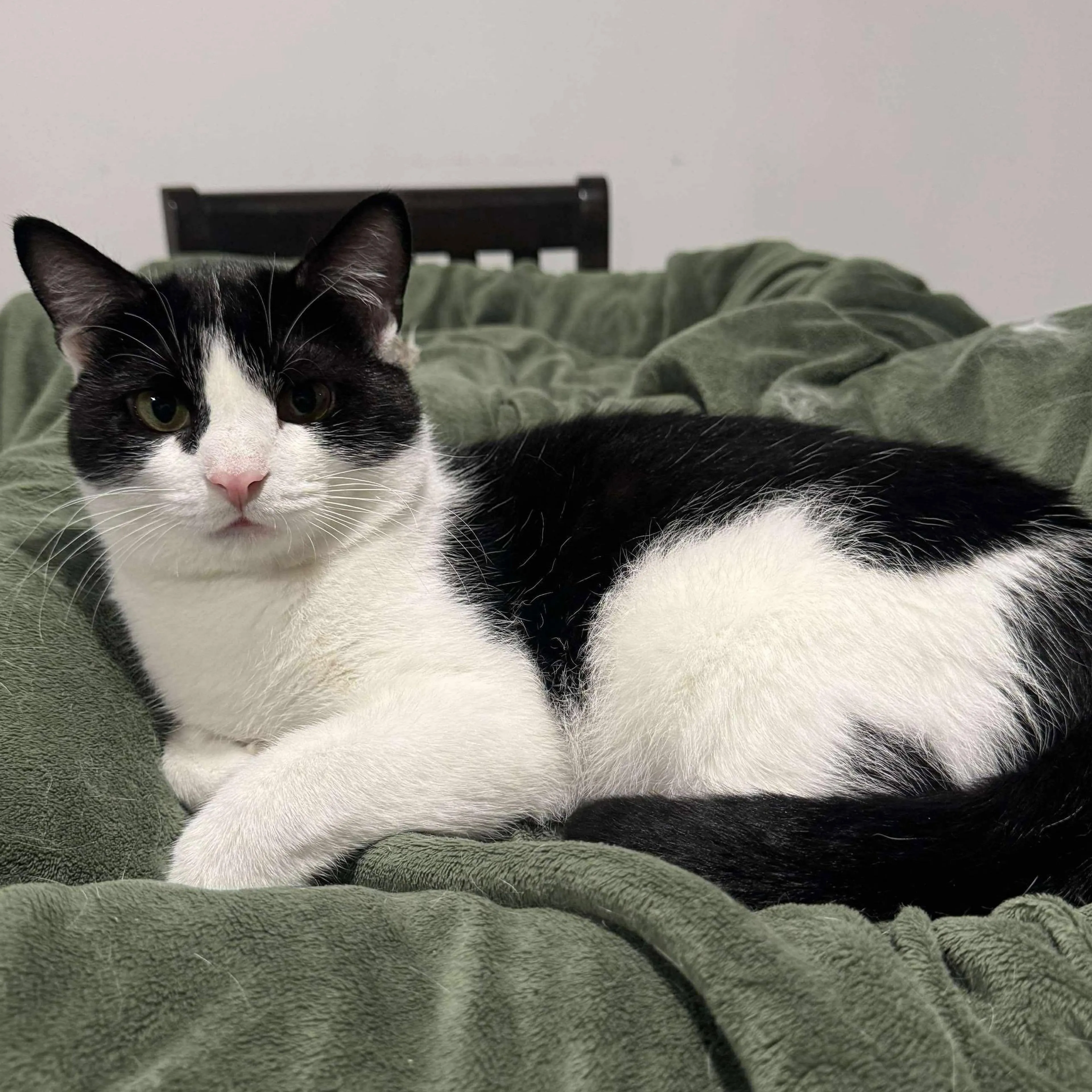 Found pet-4