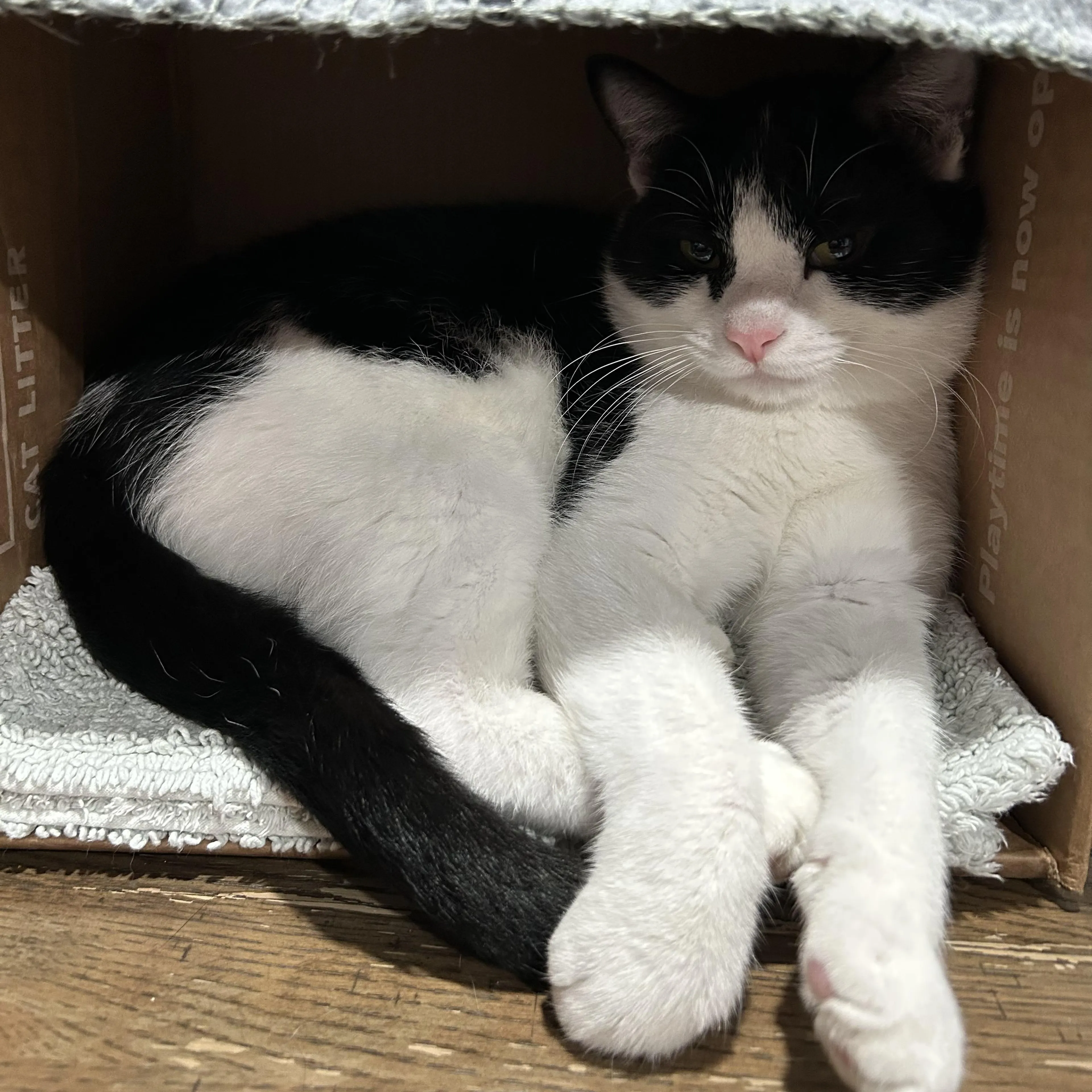 Found pet-1