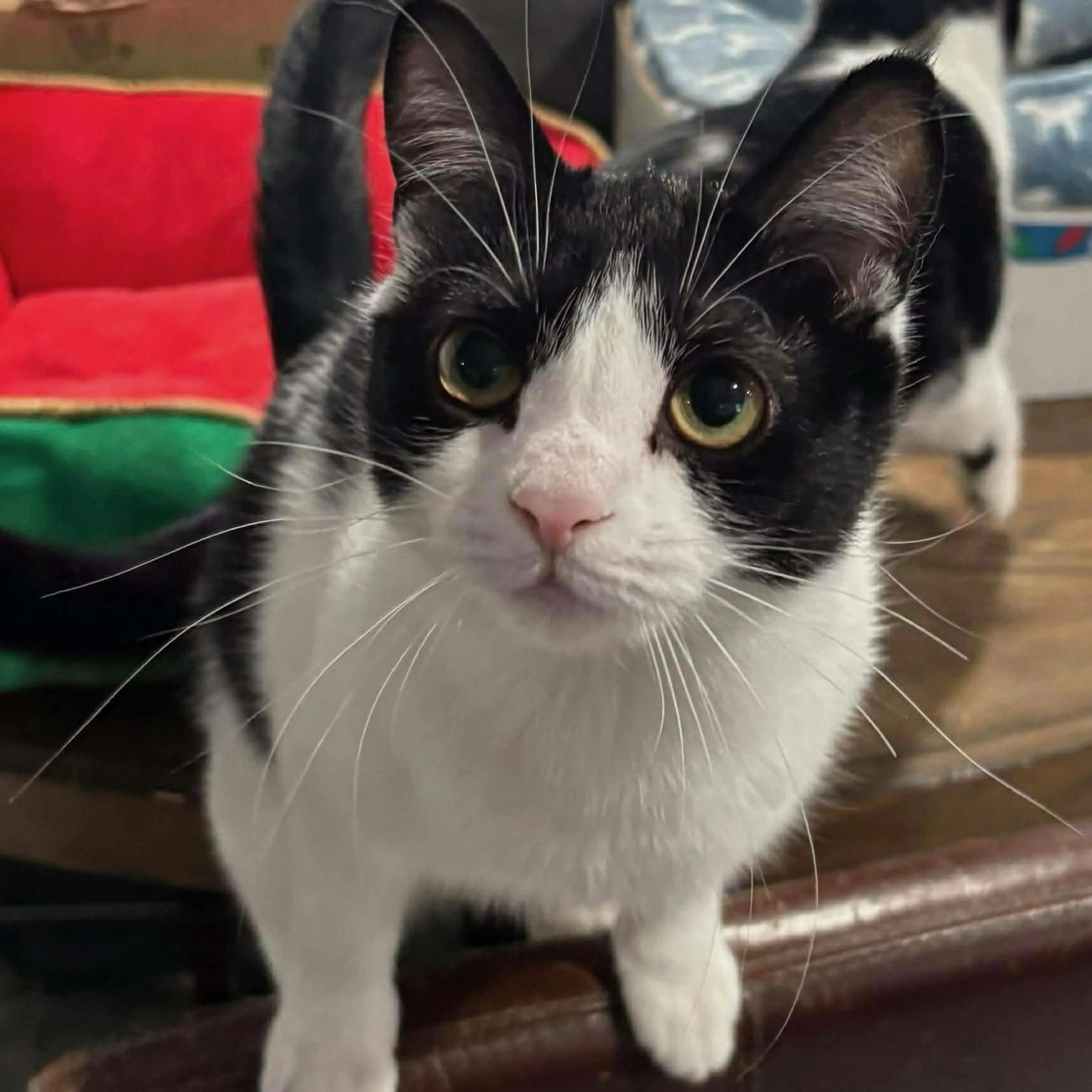 Found pet-3