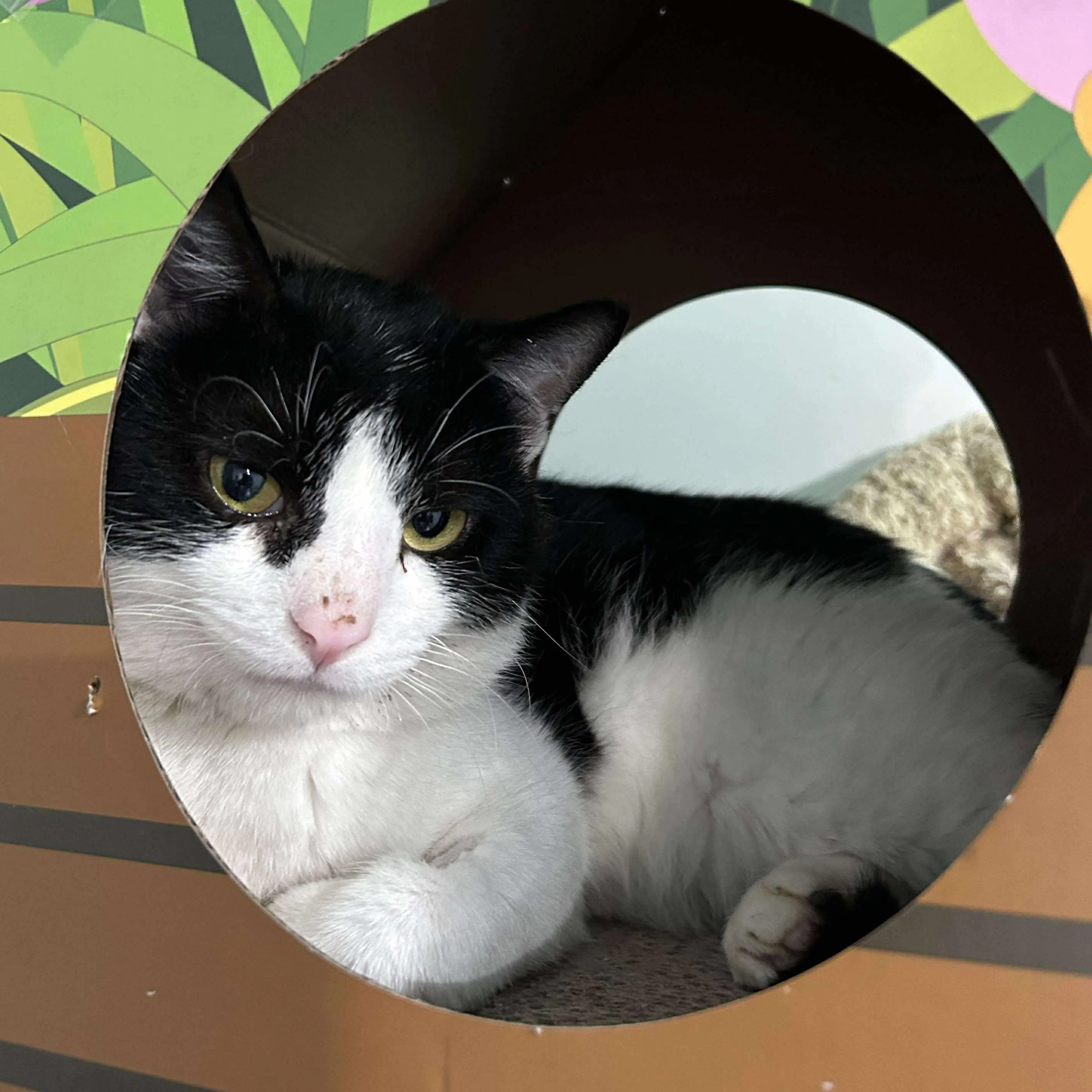Found pet-2