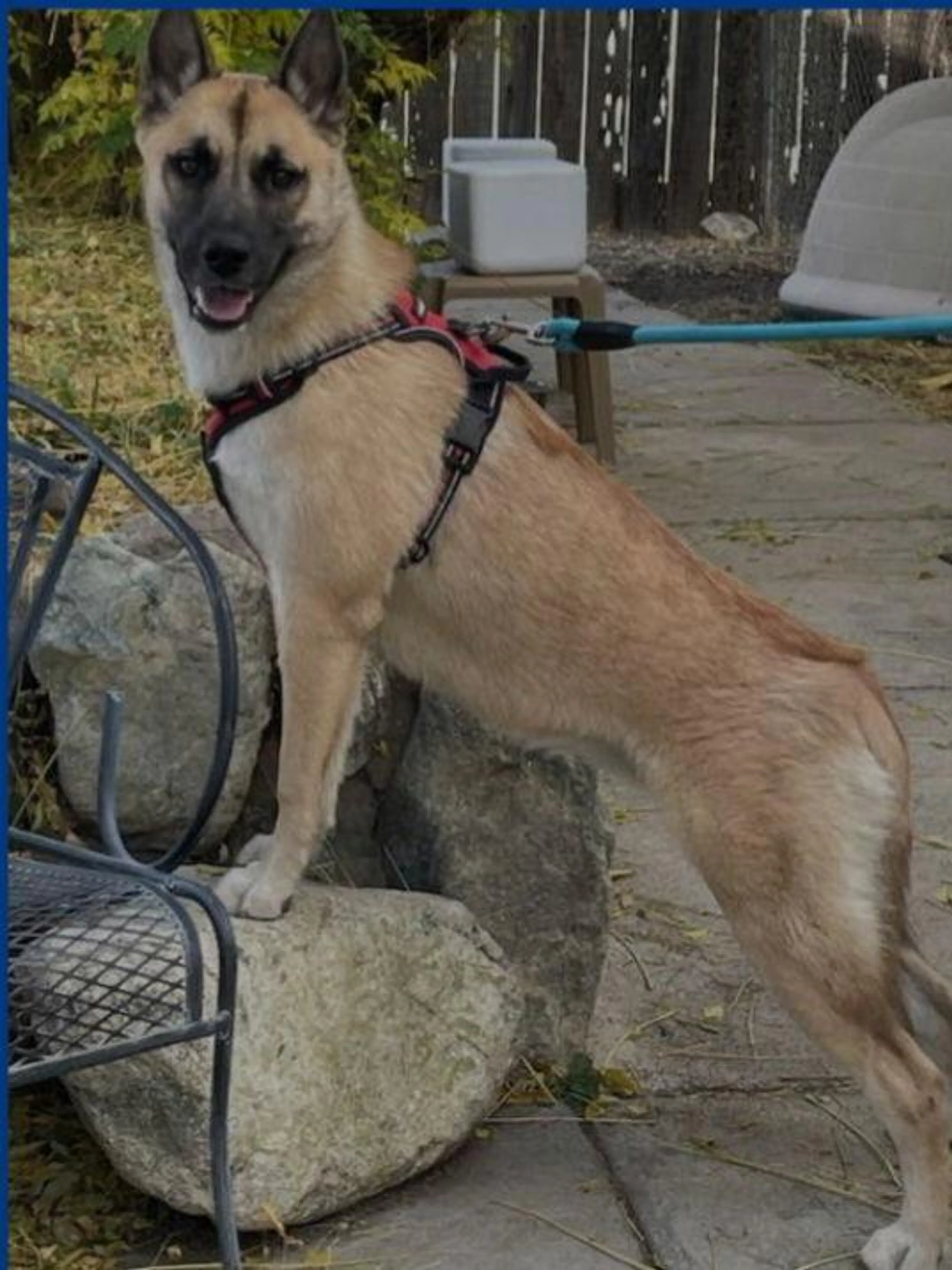 Found pet-2