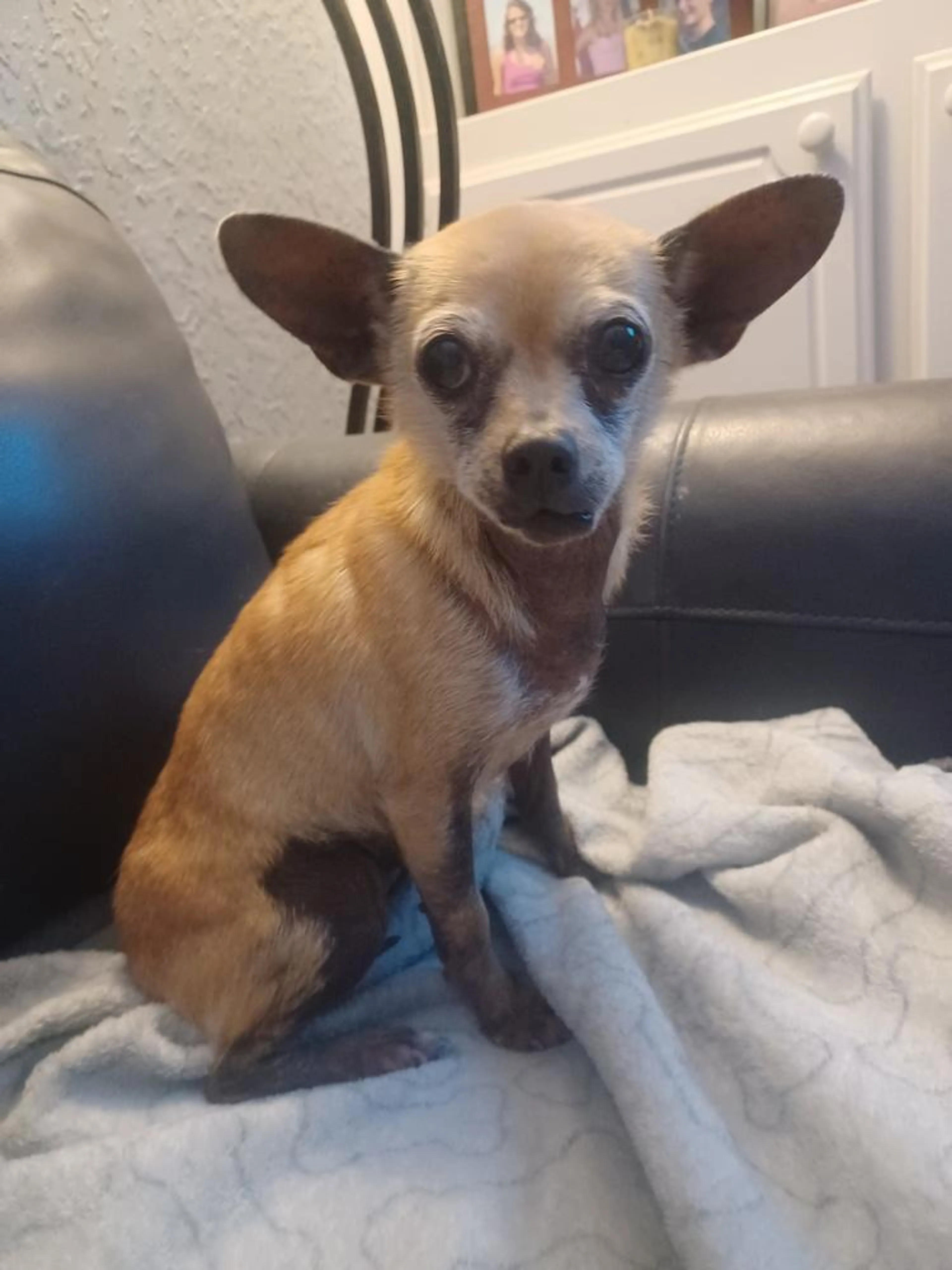 Found pet-1