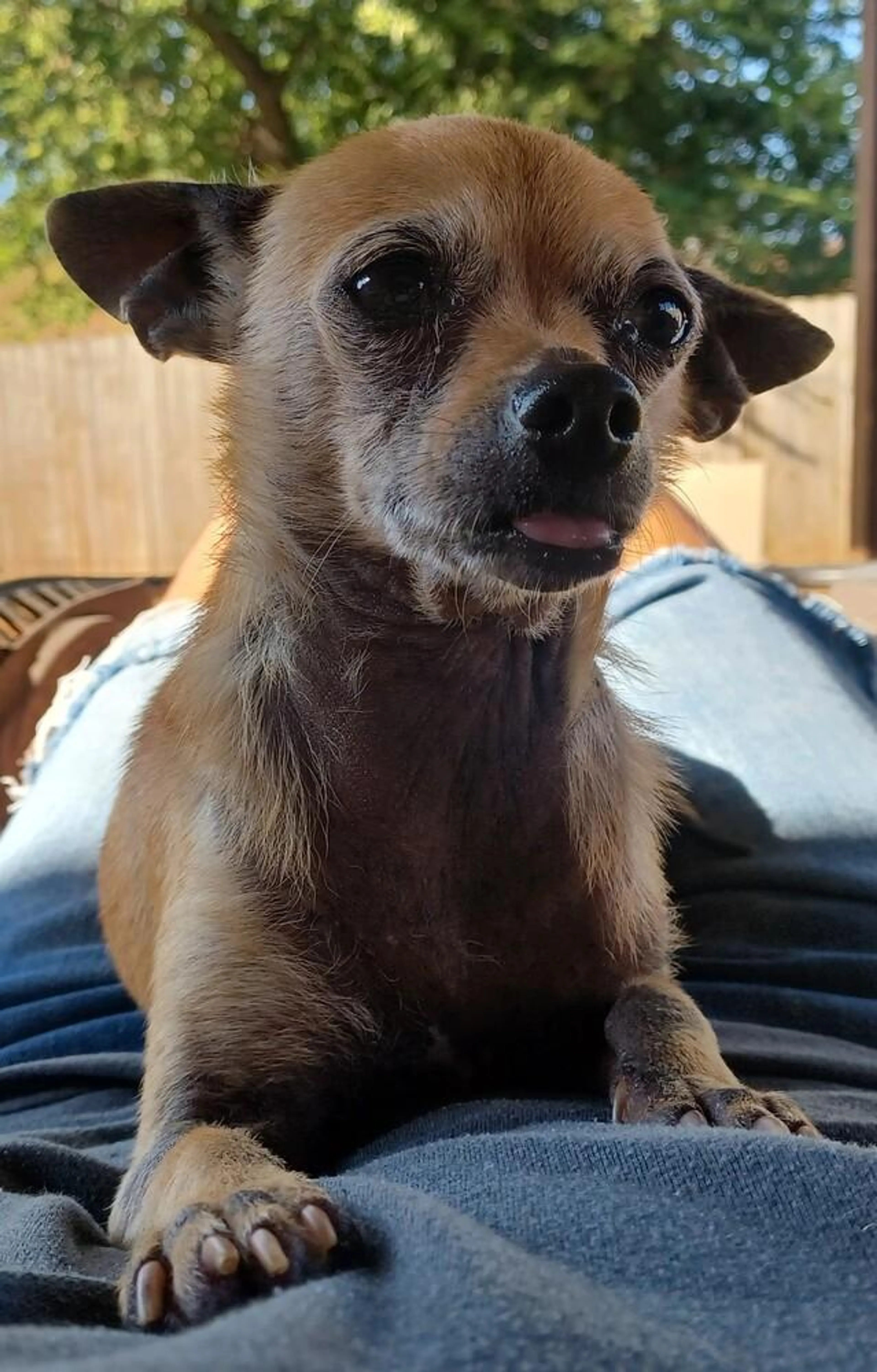 Found pet-2