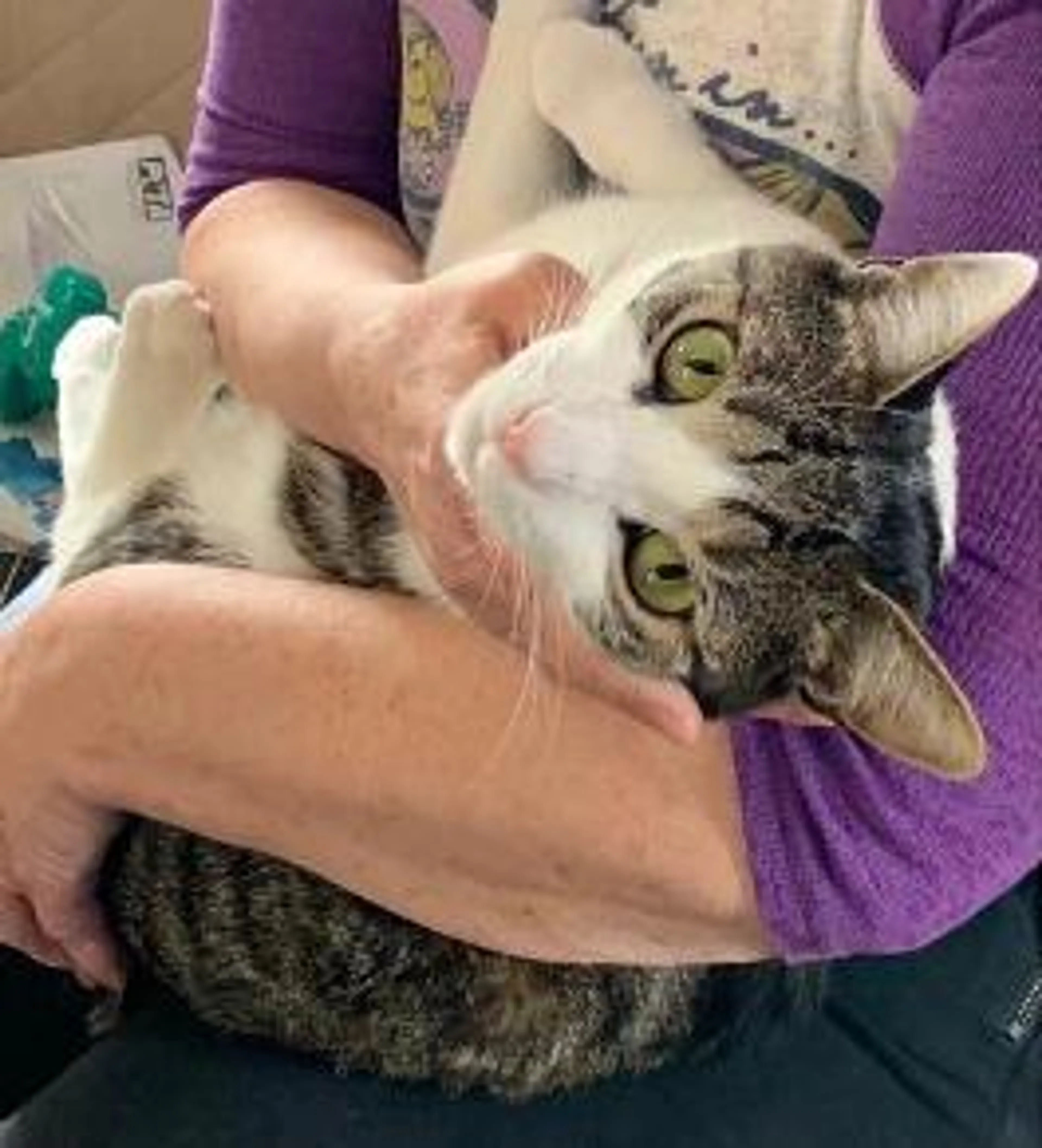 Found pet-2