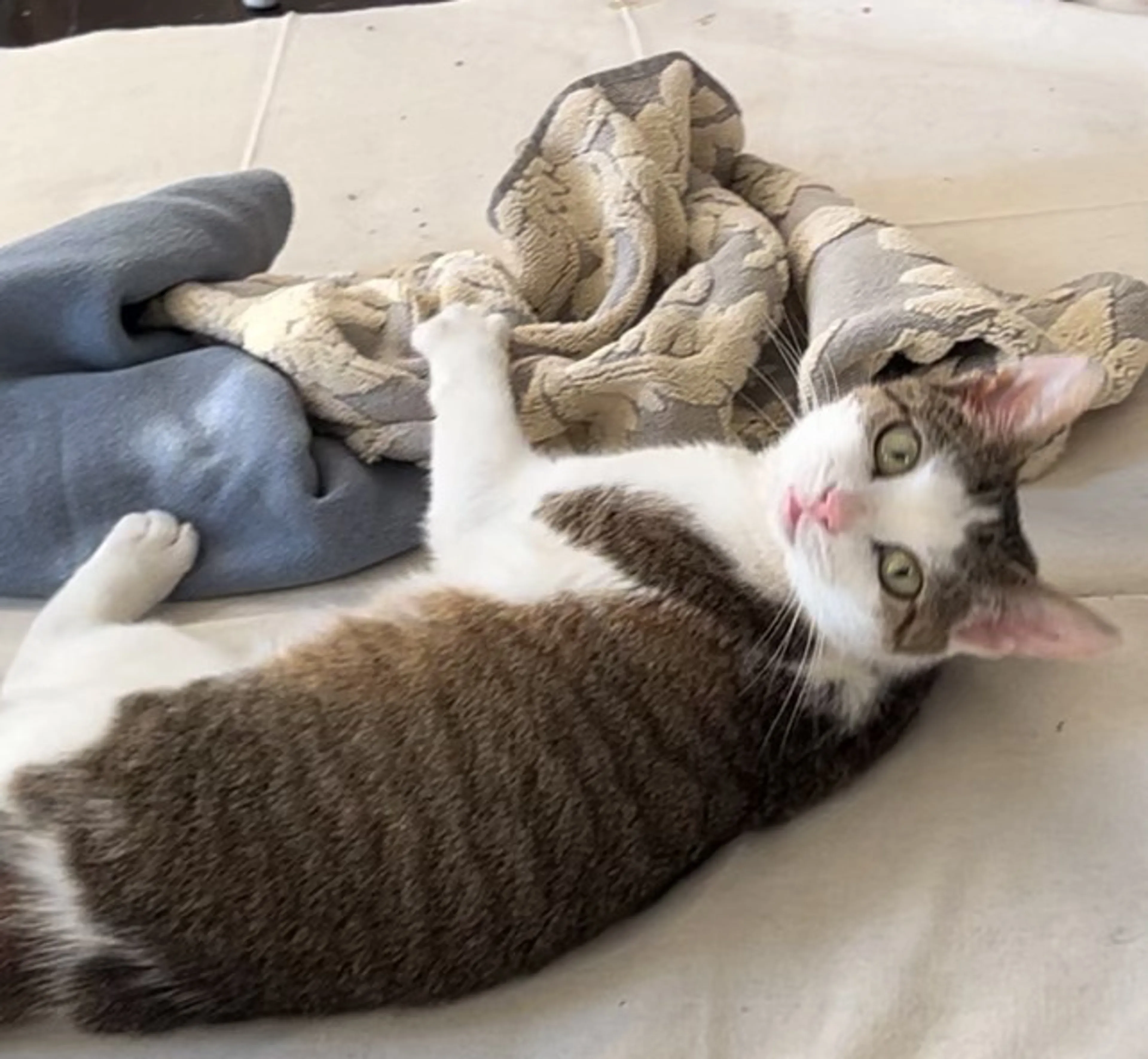 Found pet-1