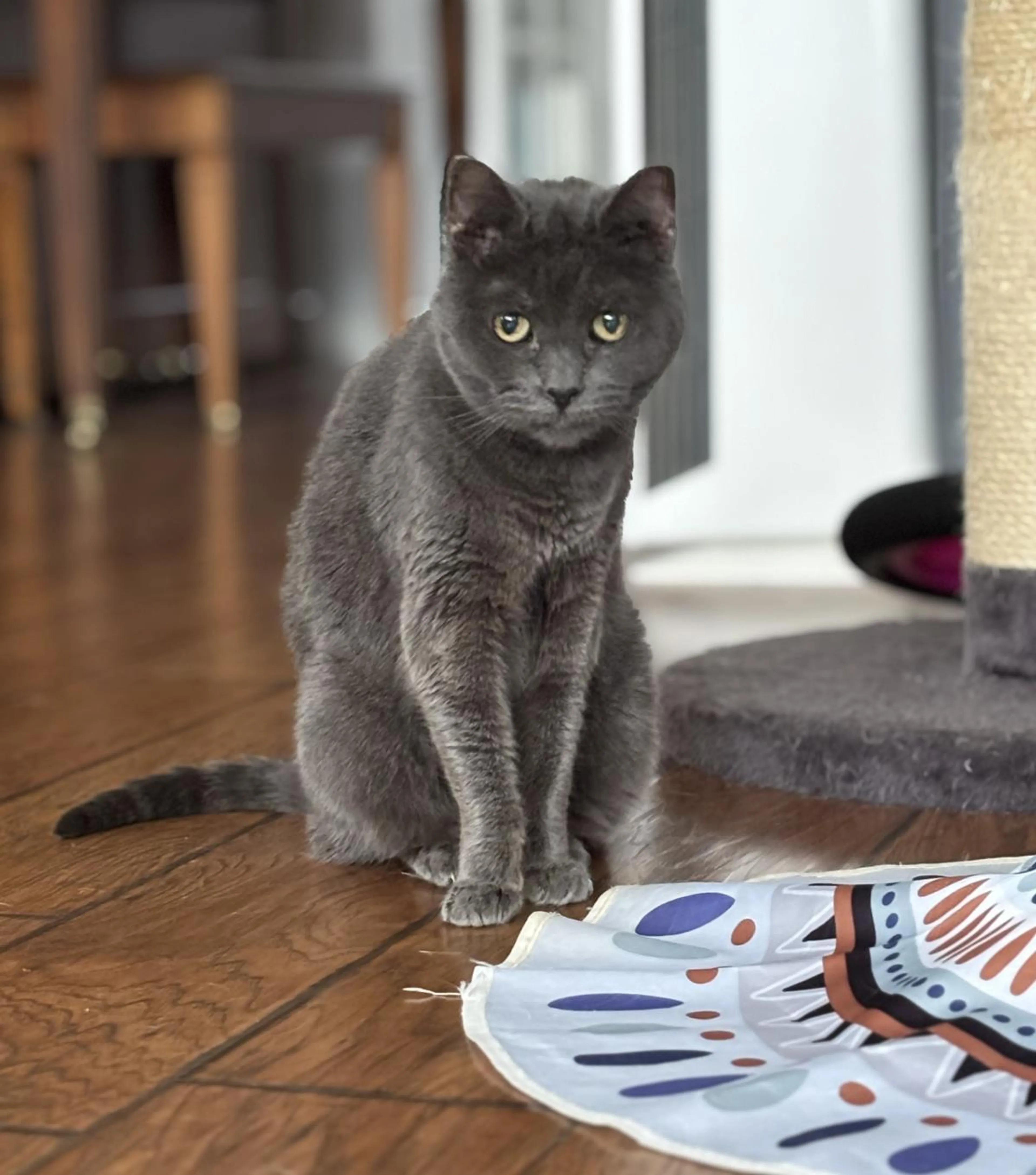Found pet-1
