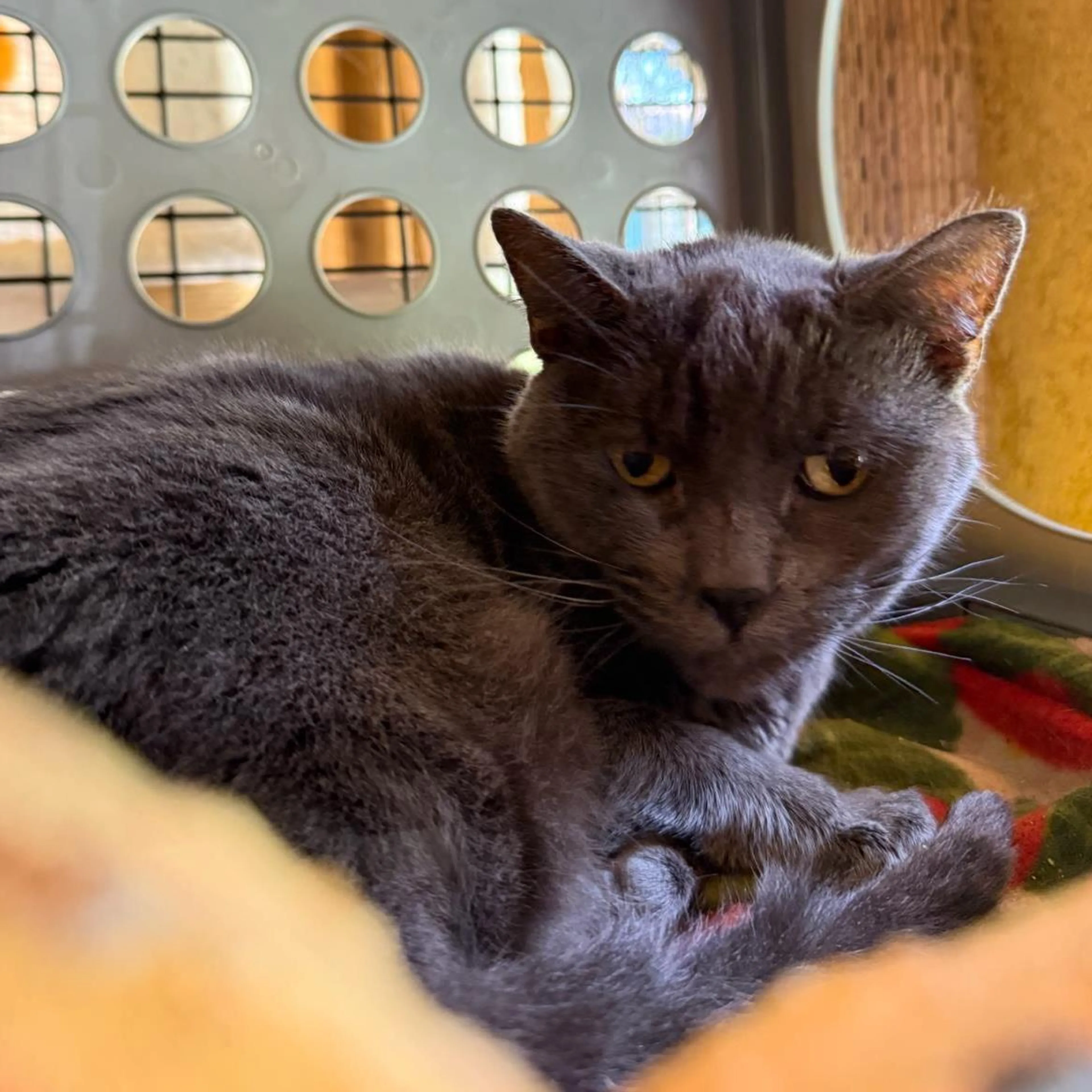 Found pet-2