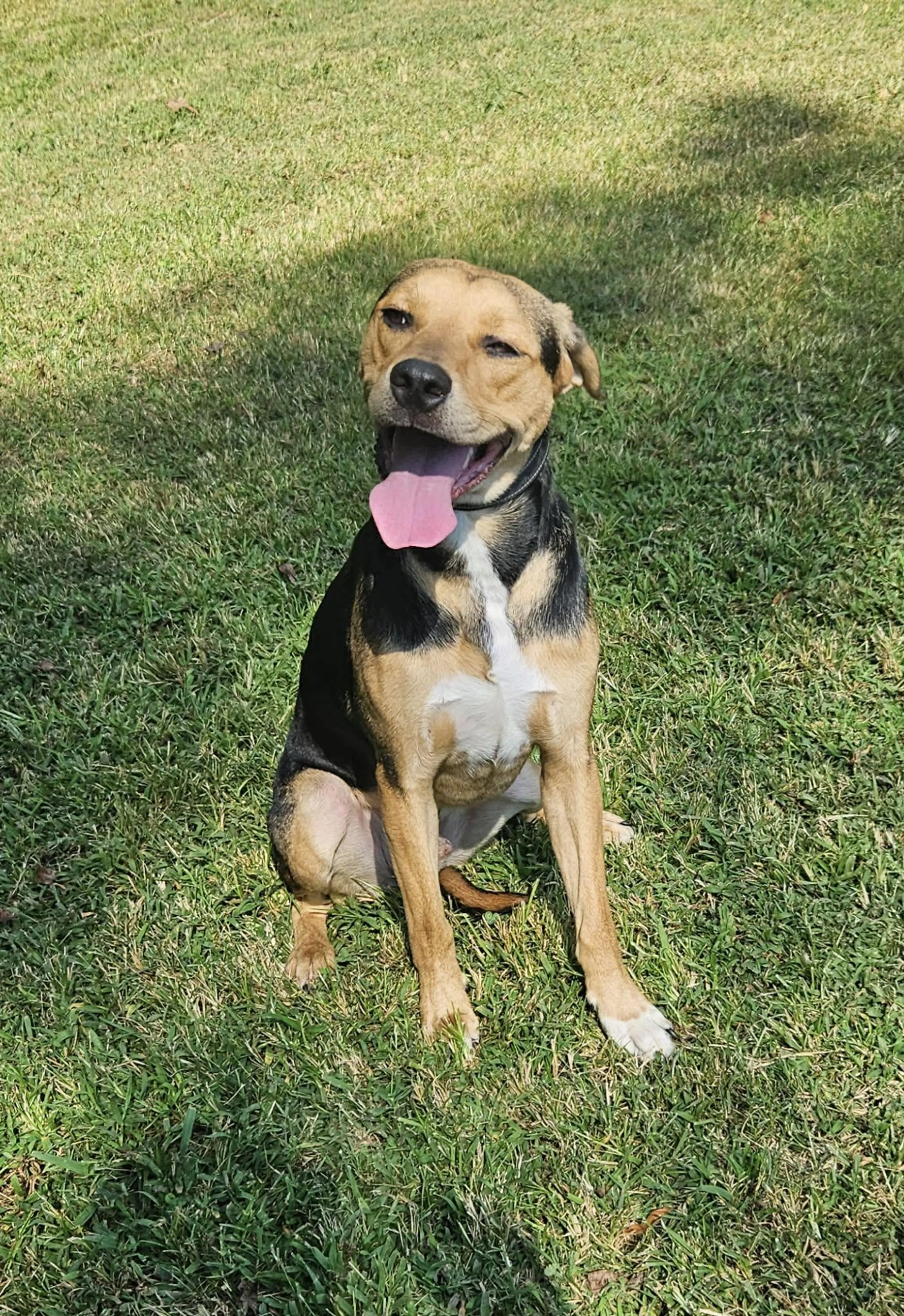 Found pet-1